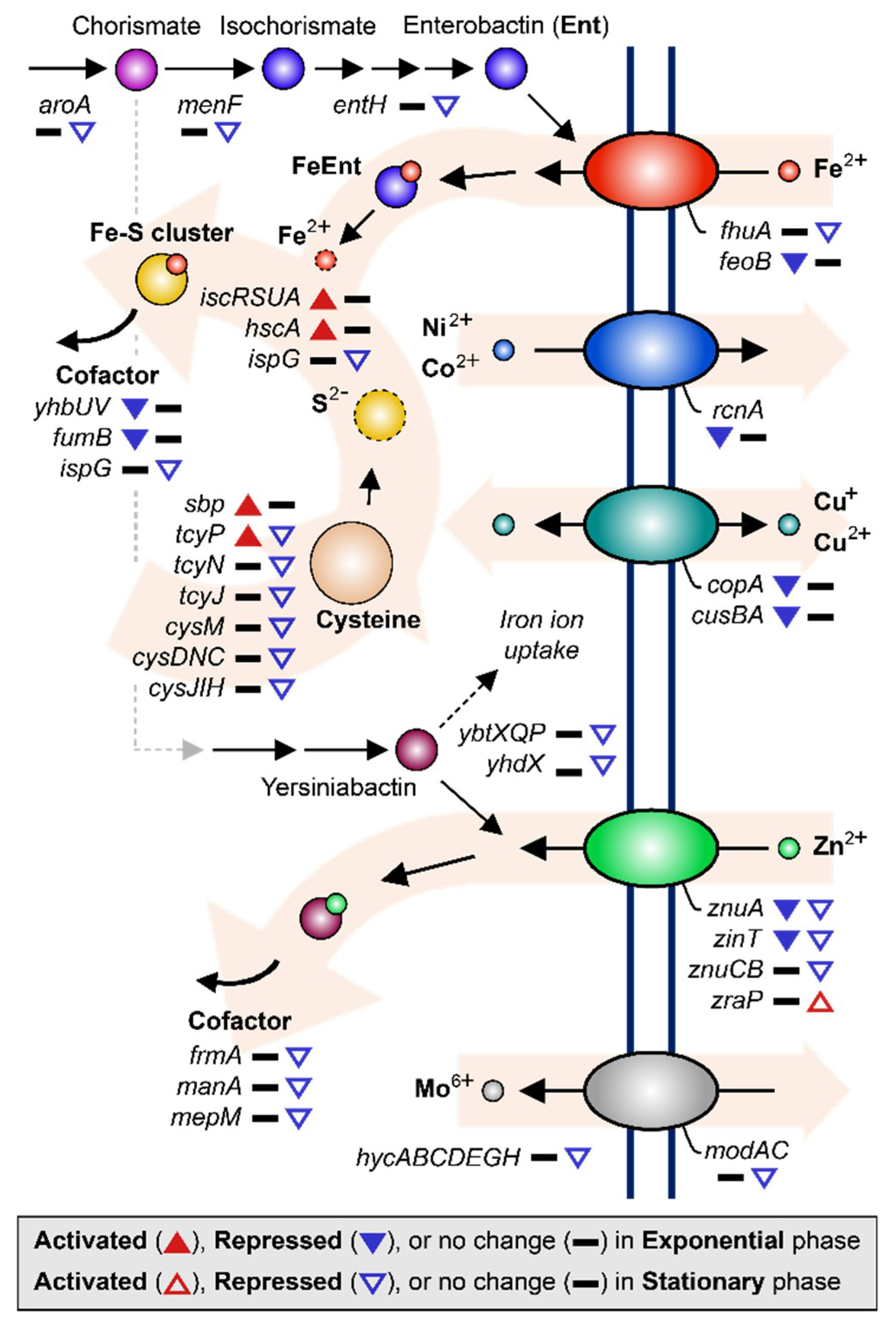 Ijms 21 02666 g004 Ijms 21 02666 g004
