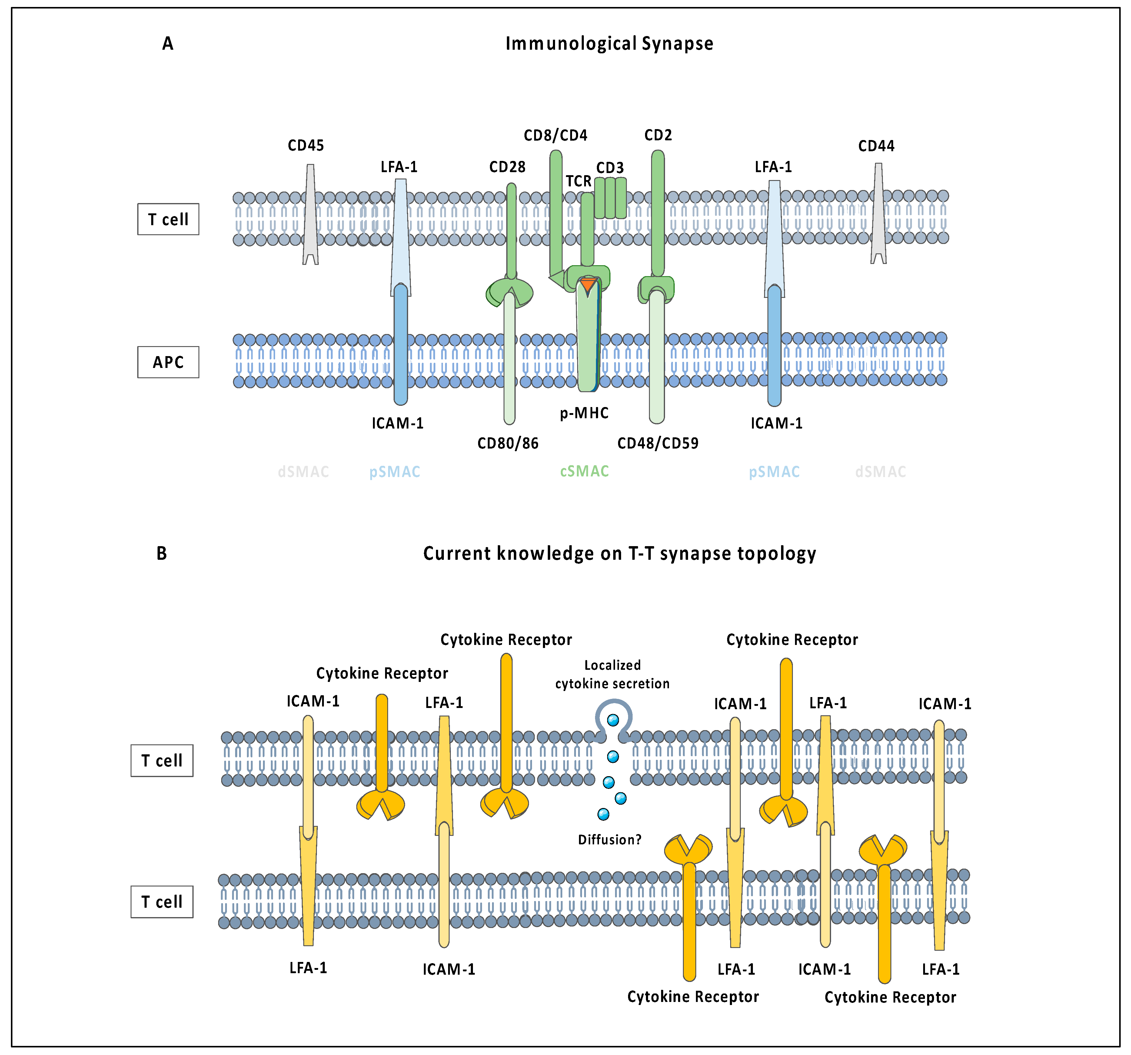 Ijms 21 02674 g001 Ijms 21 02674 g001