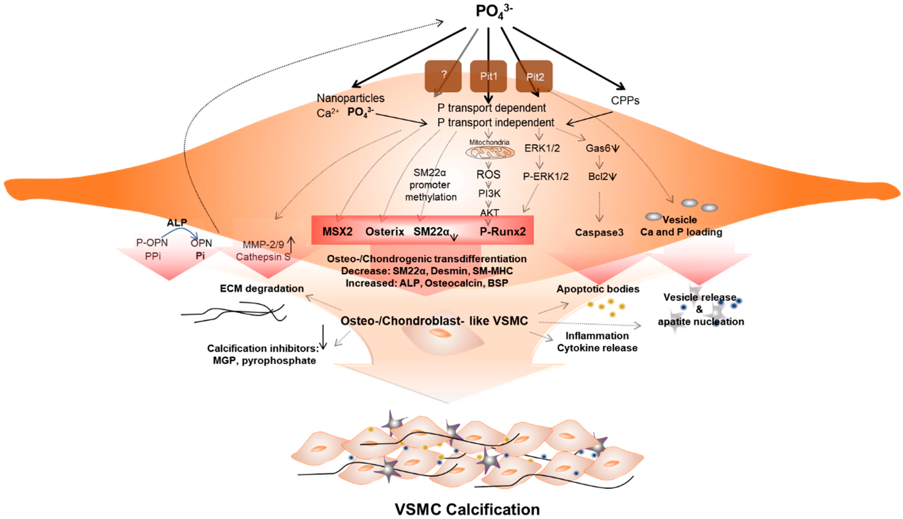 Ijms 21 02685 g001 Ijms 21 02685 g001