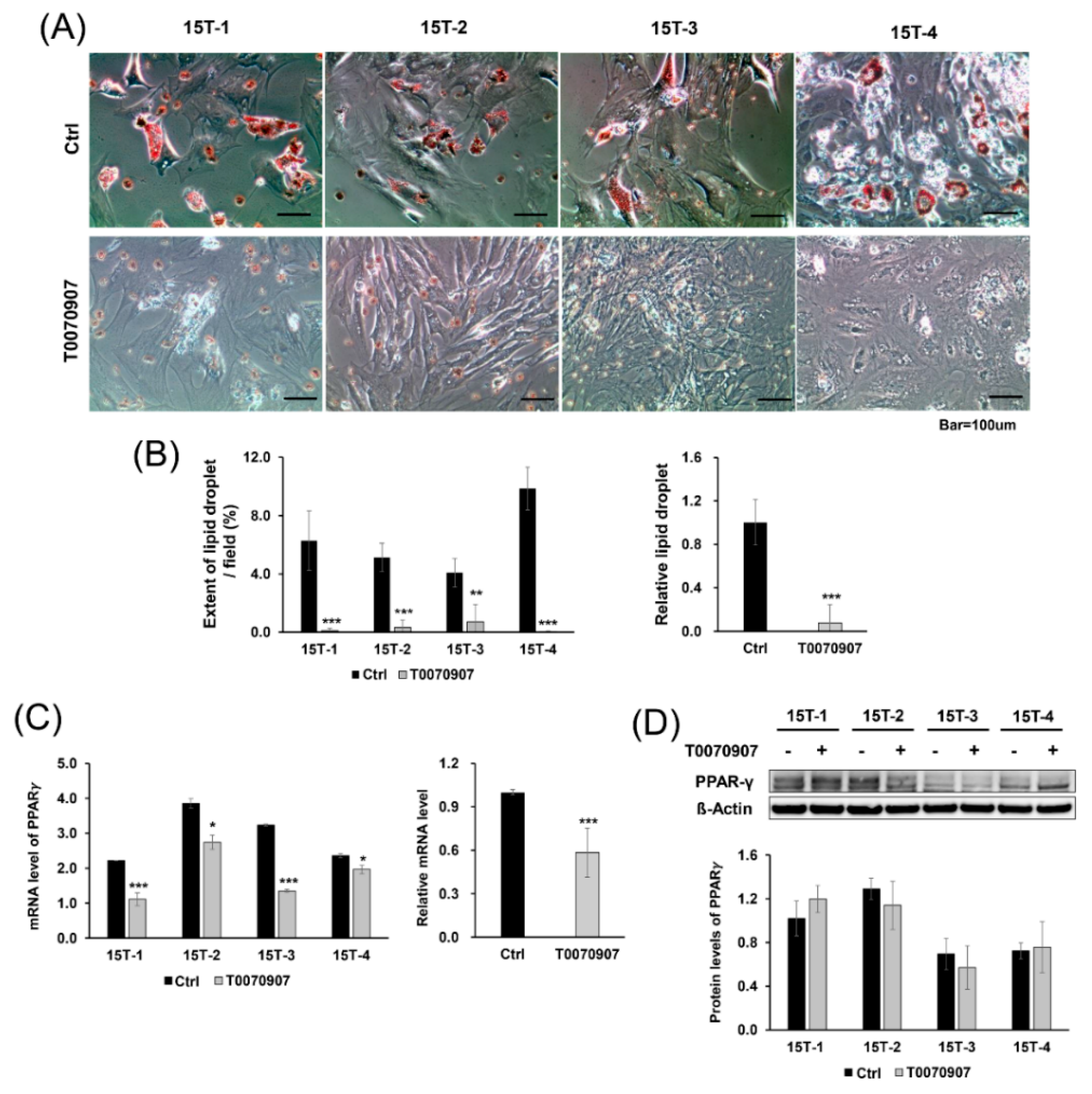 Ijms 21 02687 g004 Ijms 21 02687 g004