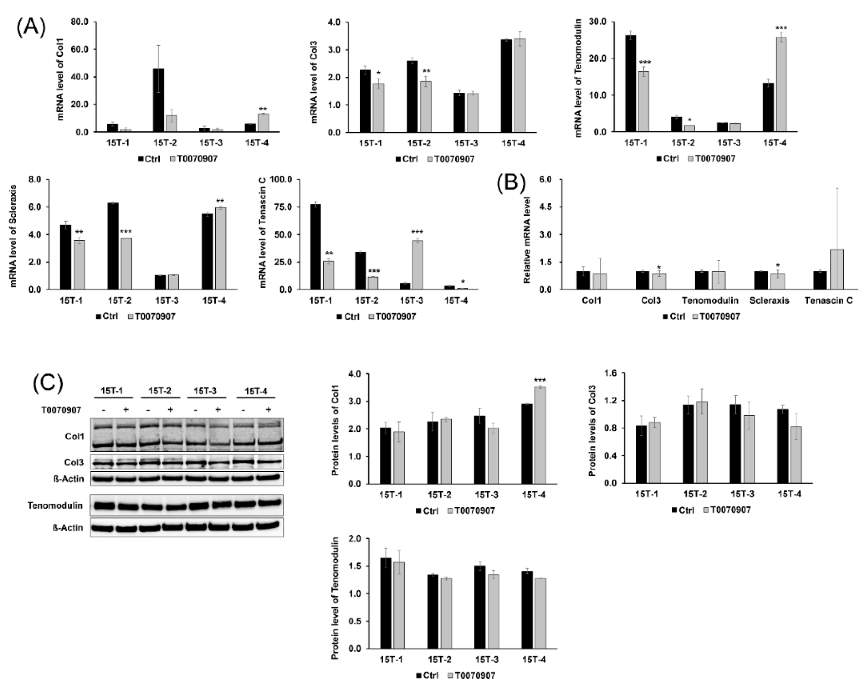Ijms 21 02687 g005 Ijms 21 02687 g005