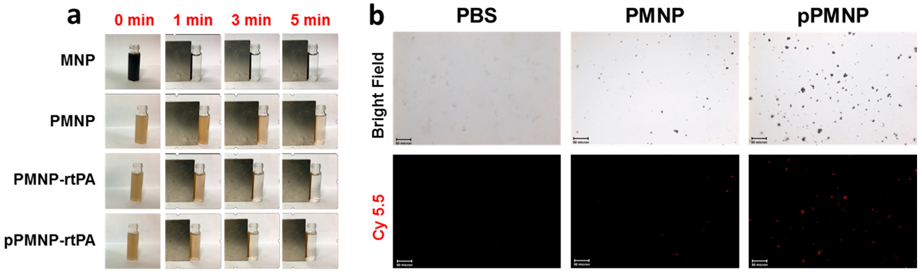 Ijms 21 02690 g009 Ijms 21 02690 g009