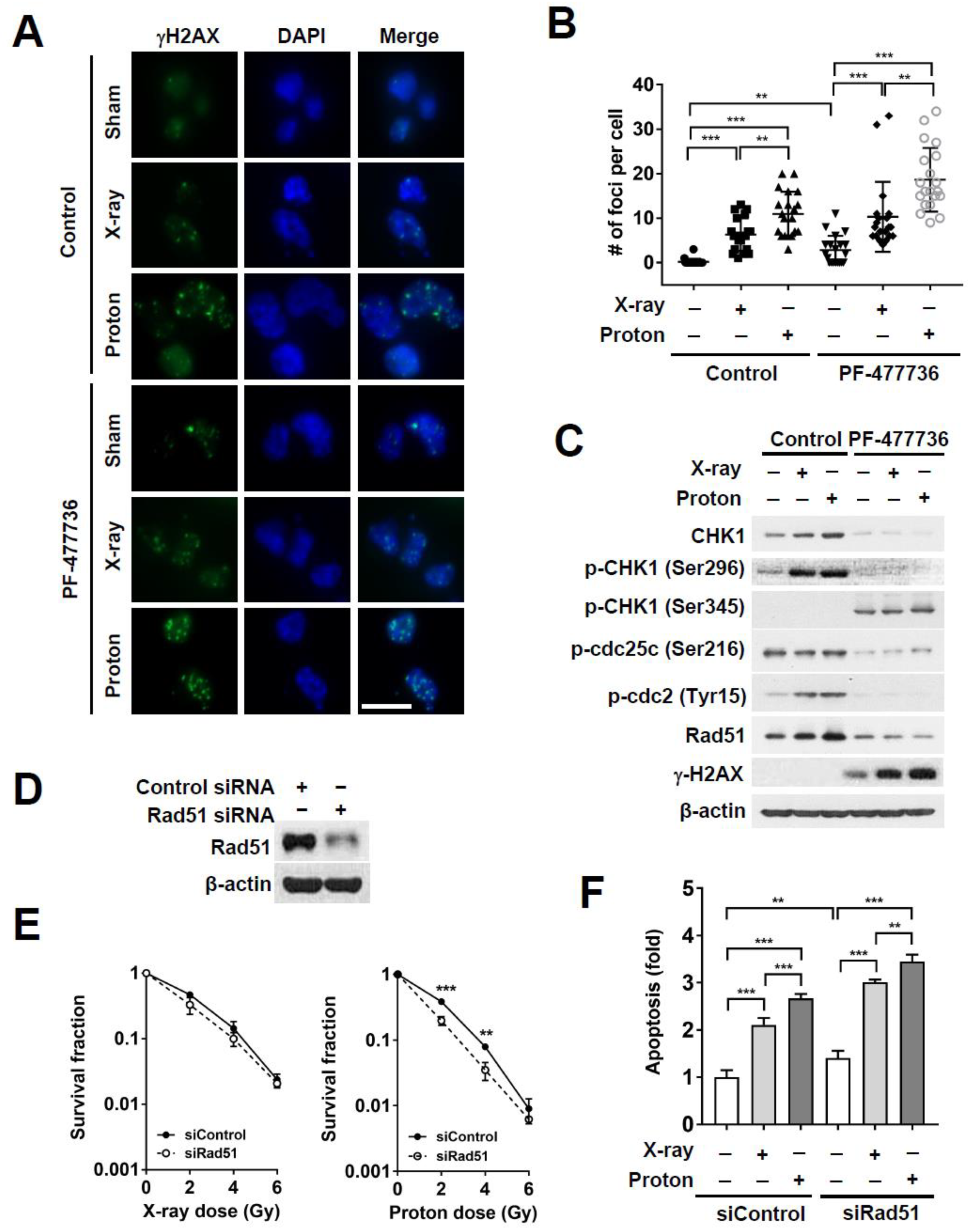 Ijms 21 02691 g005 Ijms 21 02691 g005