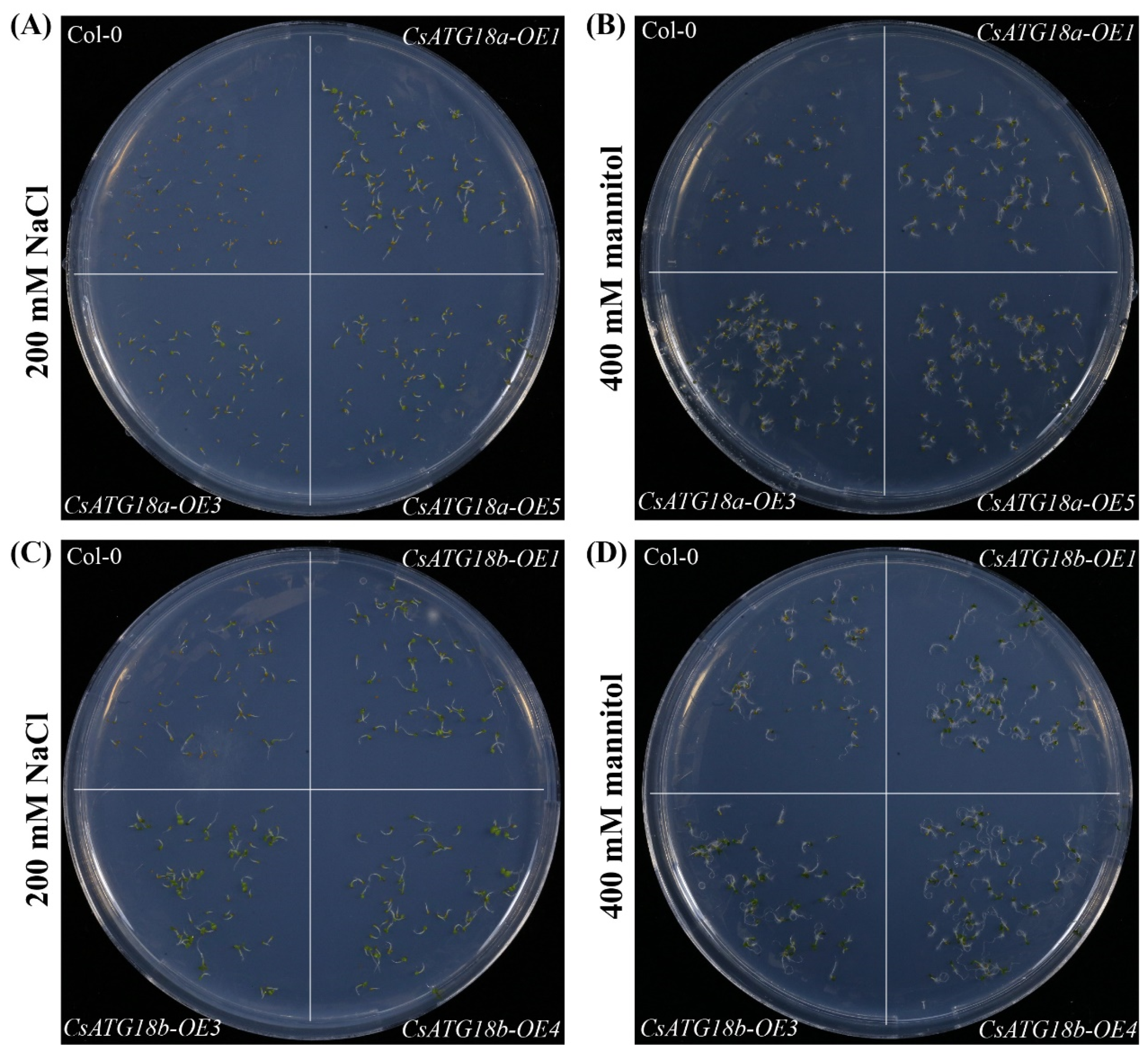 Ijms 21 02699 g006 Ijms 21 02699 g006