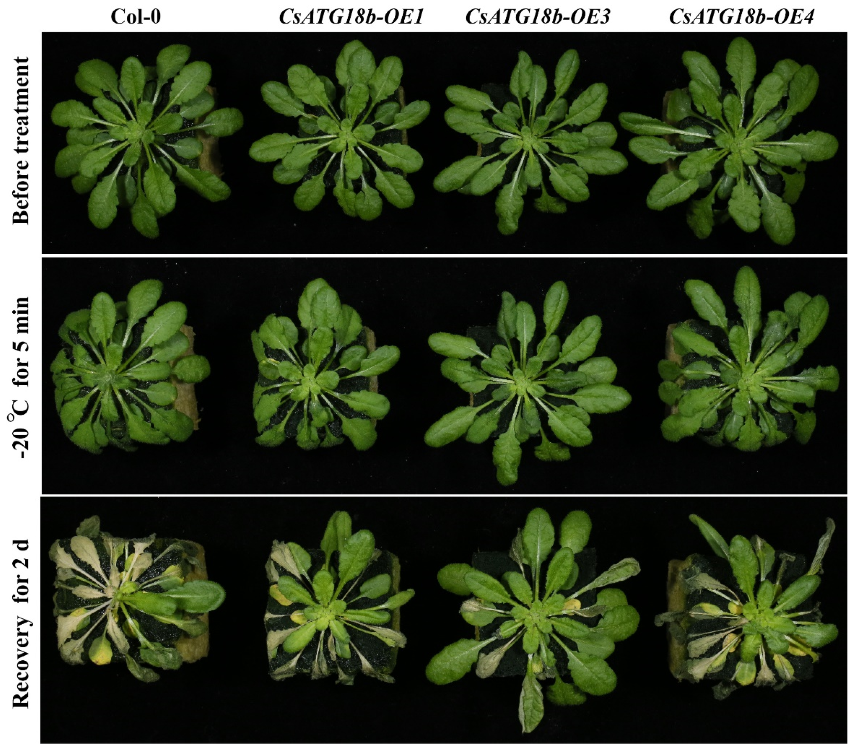 Ijms 21 02699 g009 Ijms 21 02699 g009