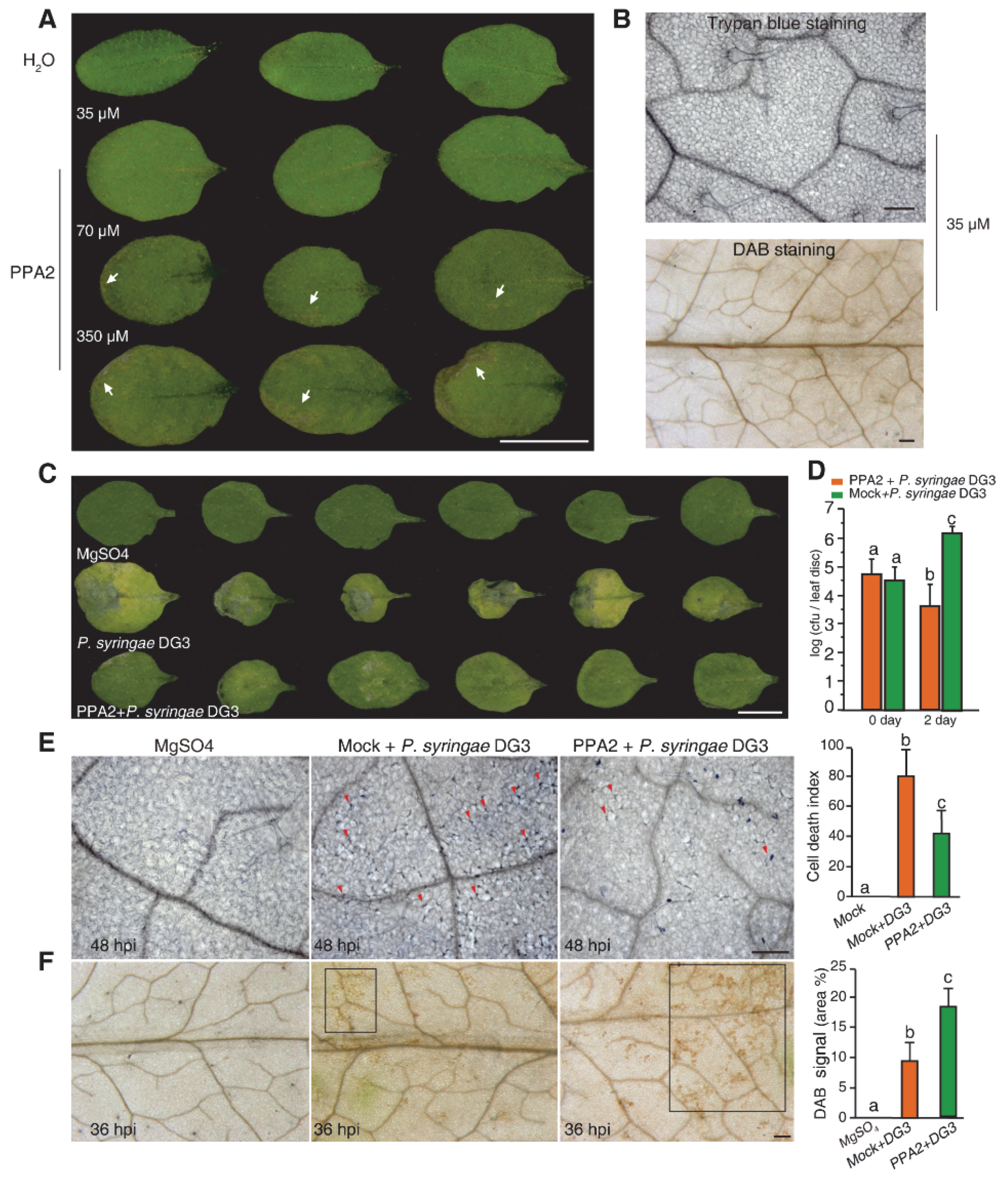 Ijms 21 02705 g001 Ijms 21 02705 g001
