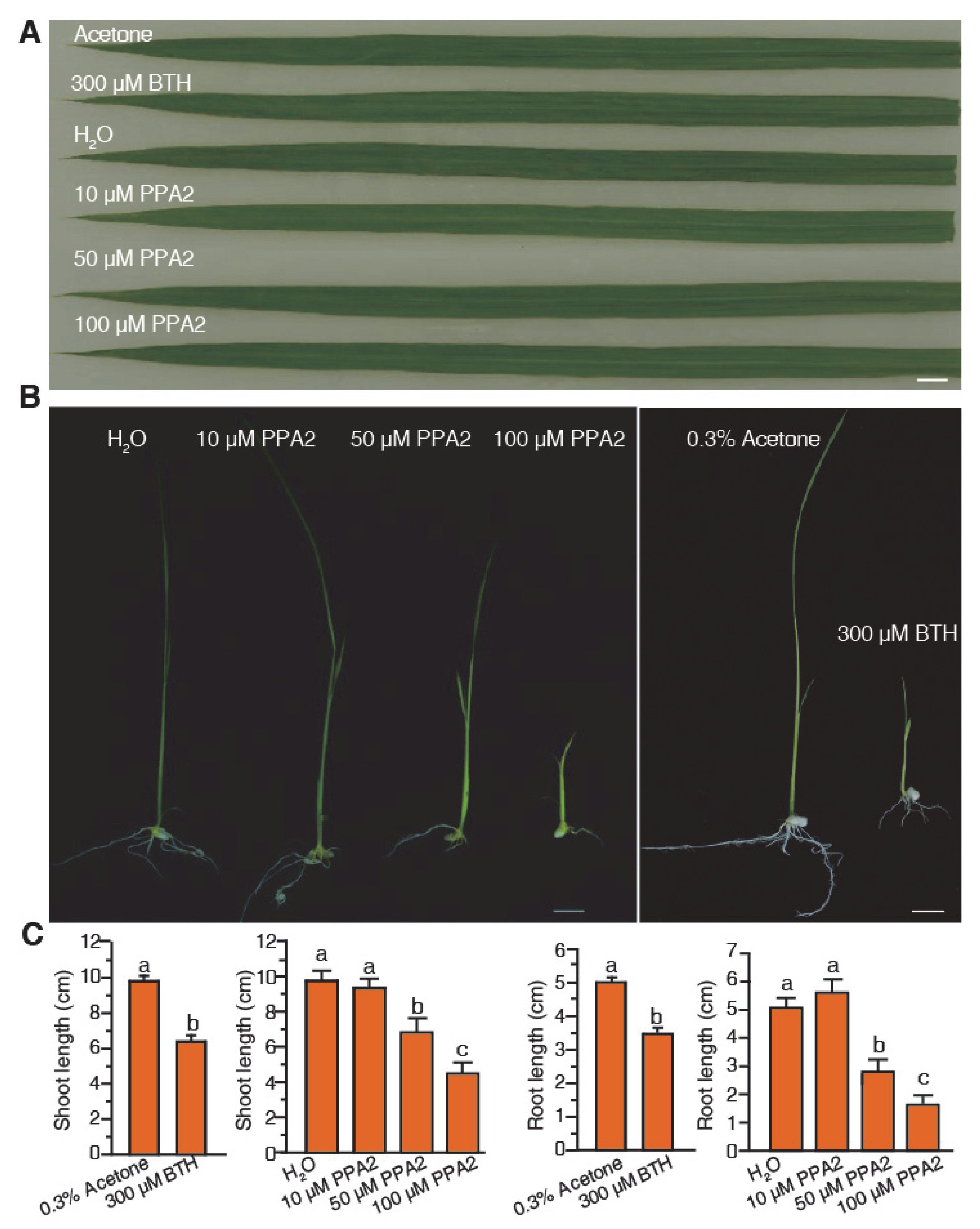 Ijms 21 02705 g002 Ijms 21 02705 g002