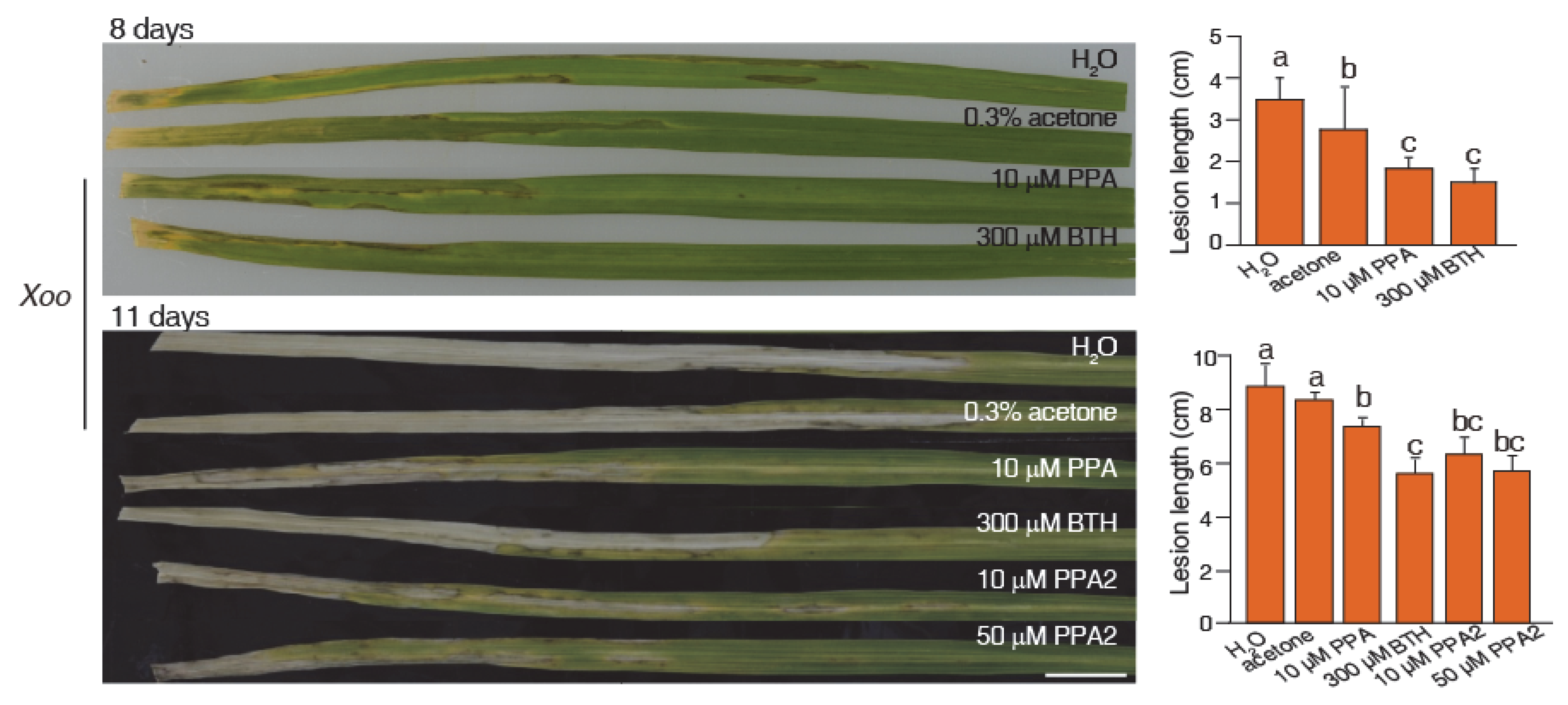 Ijms 21 02705 g003 Ijms 21 02705 g003