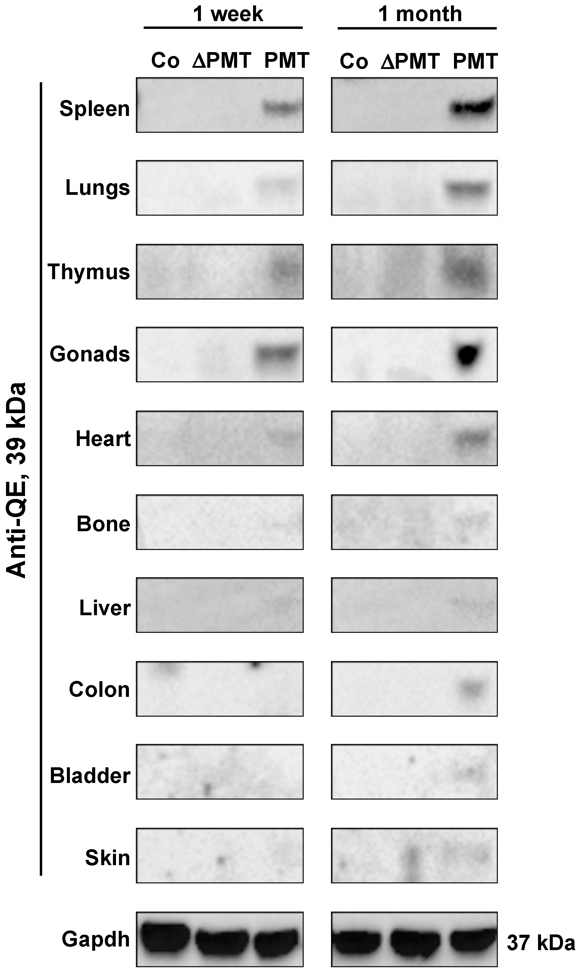Ijms 21 02739 g002 Ijms 21 02739 g002