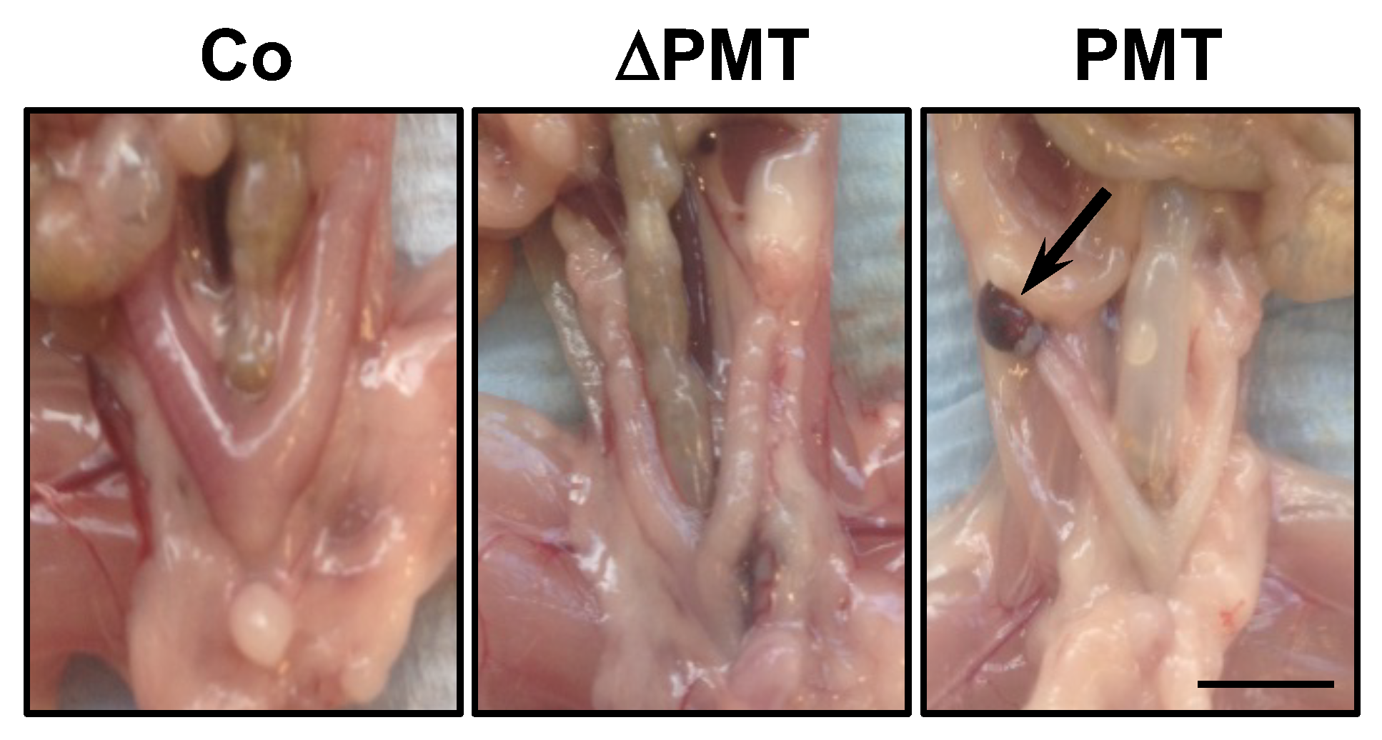 Ijms 21 02739 g003 Ijms 21 02739 g003
