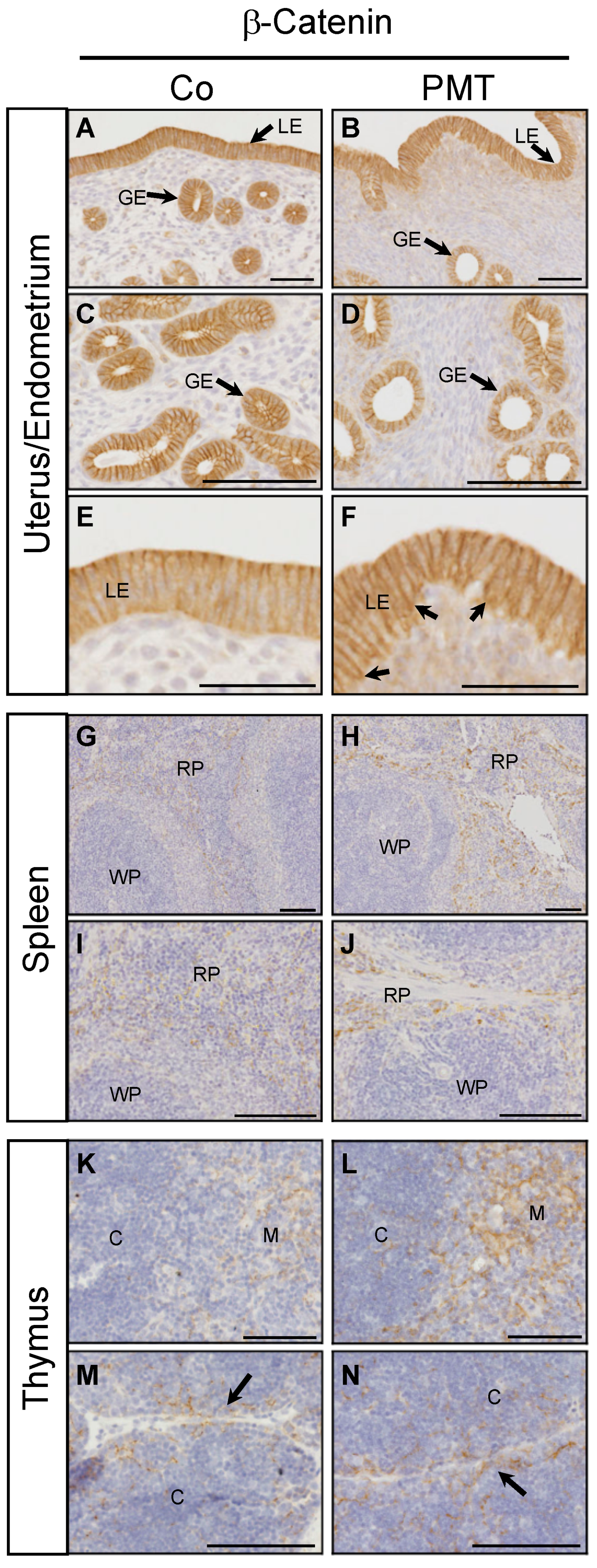 Ijms 21 02739 g005 Ijms 21 02739 g005