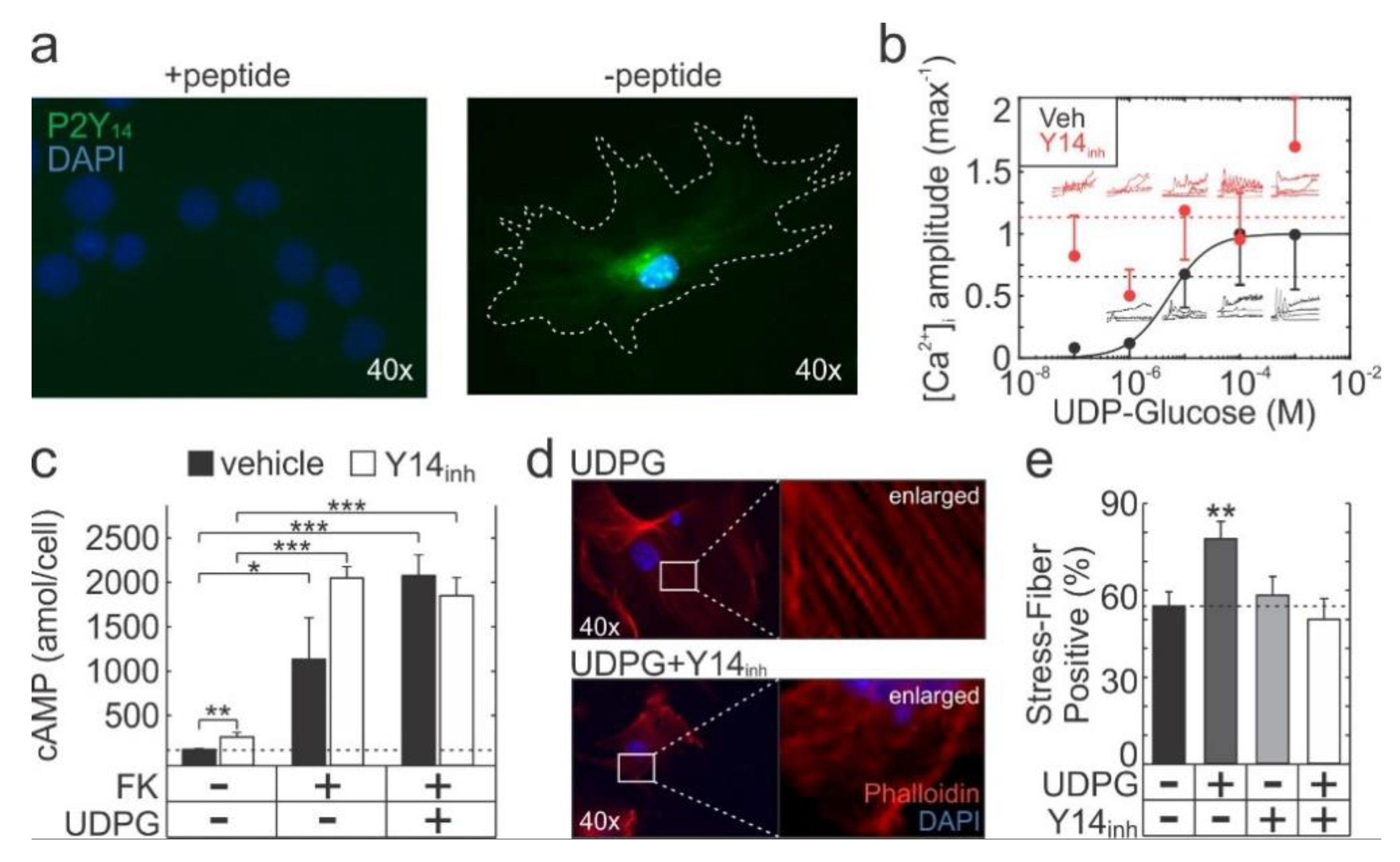 Ijms 21 02747 g001 Ijms 21 02747 g001