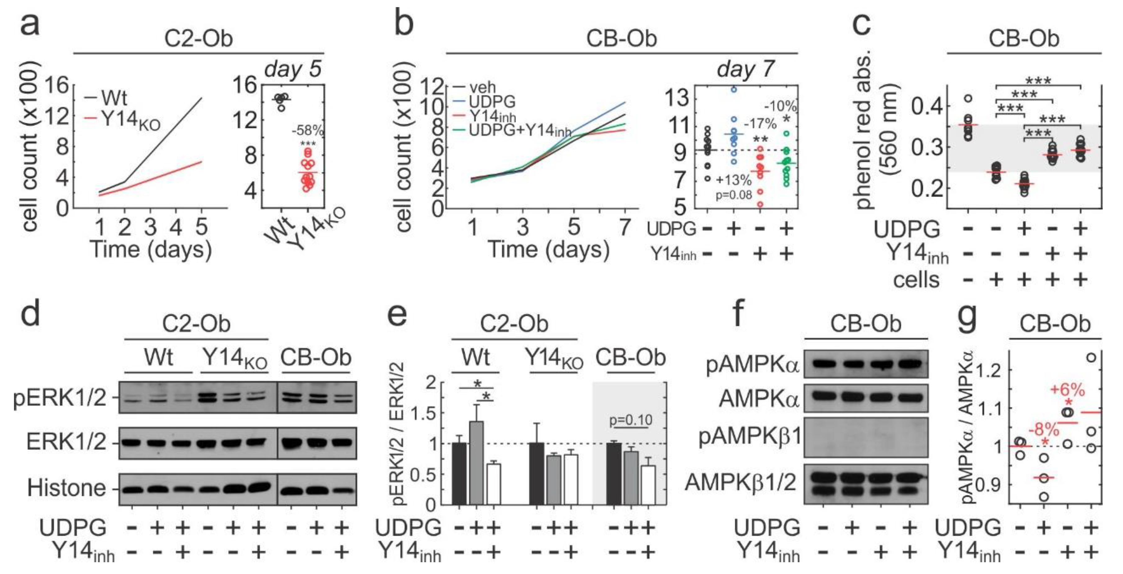 Ijms 21 02747 g004 Ijms 21 02747 g004