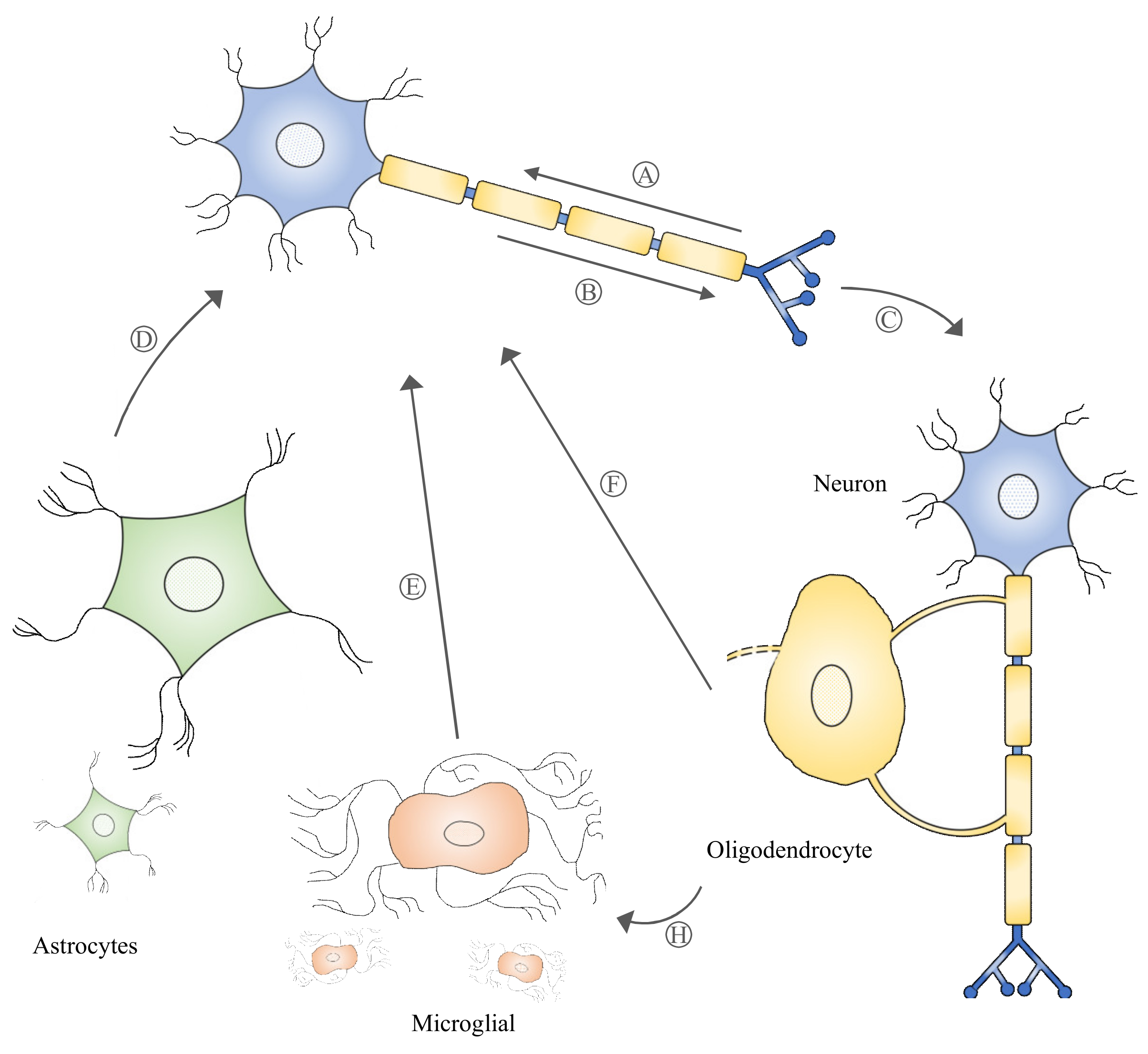 Ijms 21 02755 g001a Ijms 21 02755 g001a