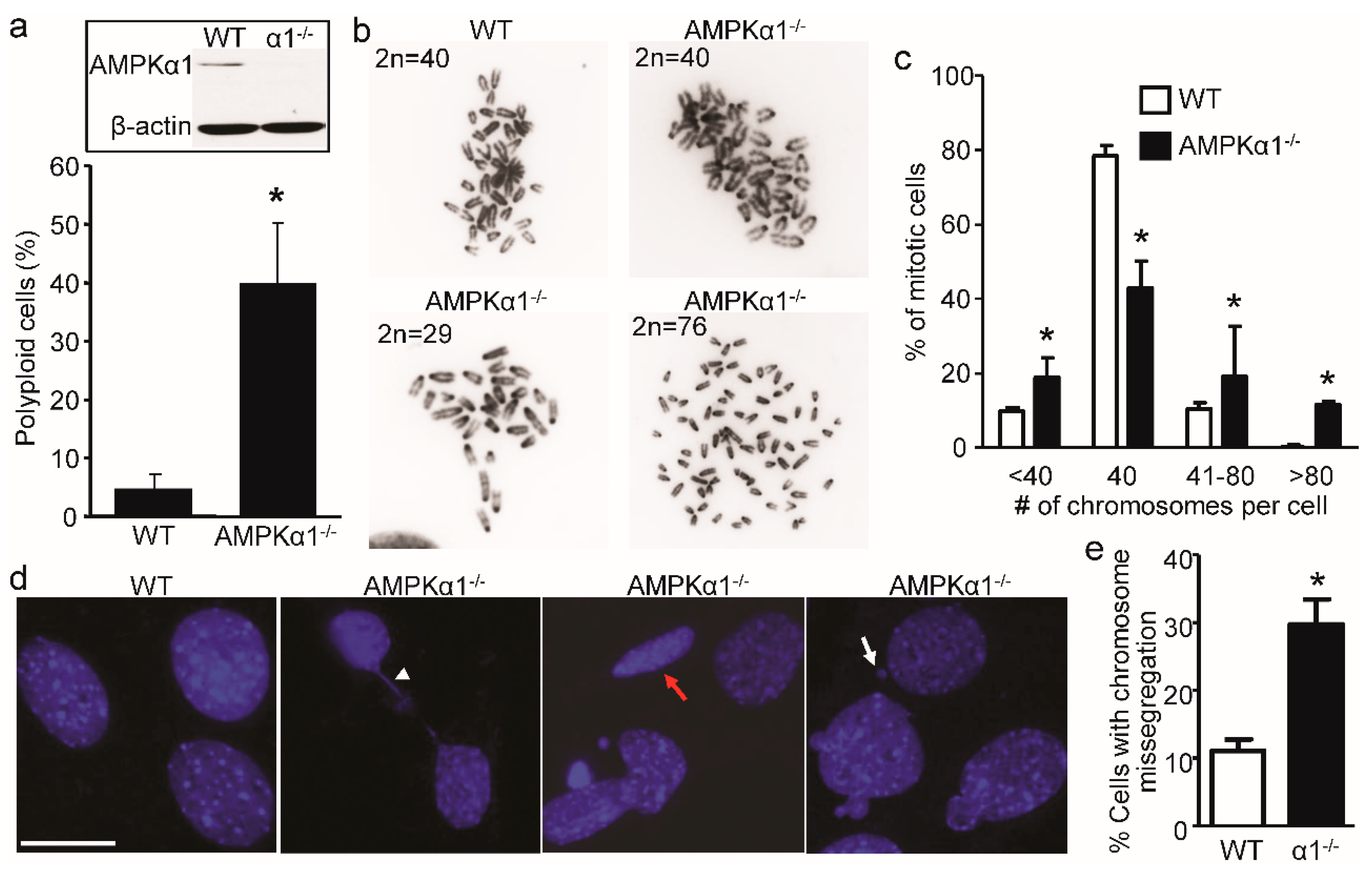 Ijms 21 02772 g001 Ijms 21 02772 g001