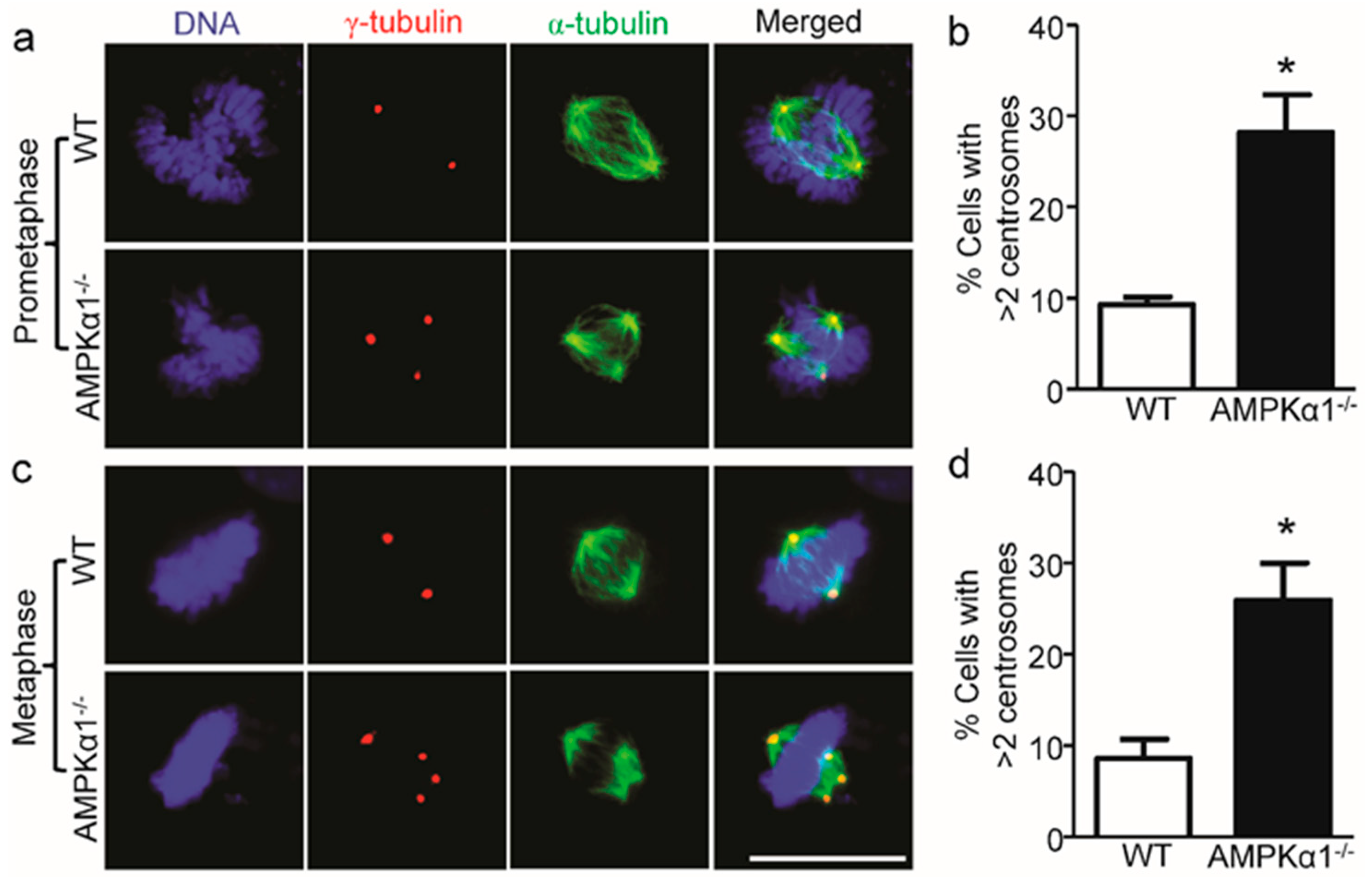 Ijms 21 02772 g002 Ijms 21 02772 g002