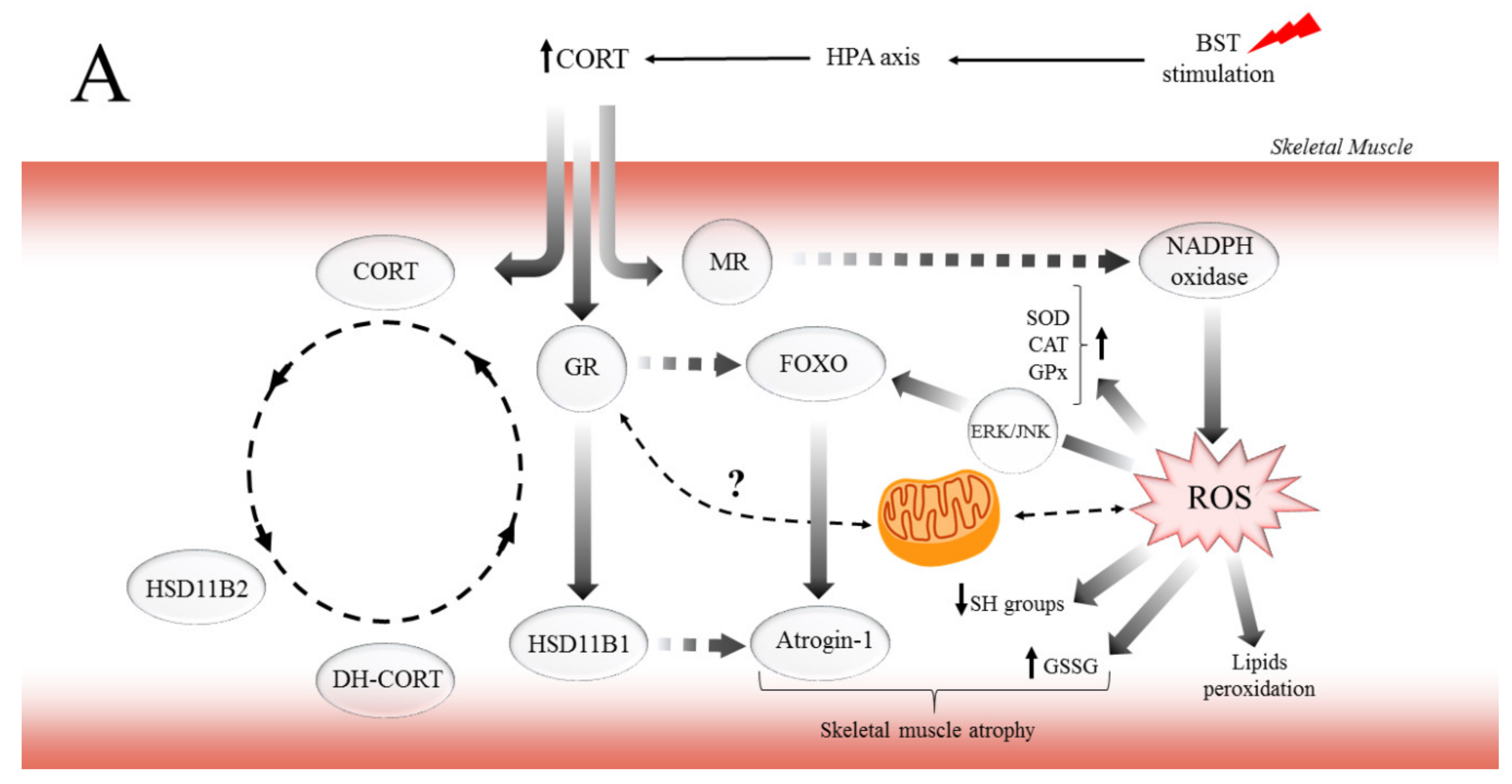 Ijms 21 02787 g006a Ijms 21 02787 g006a