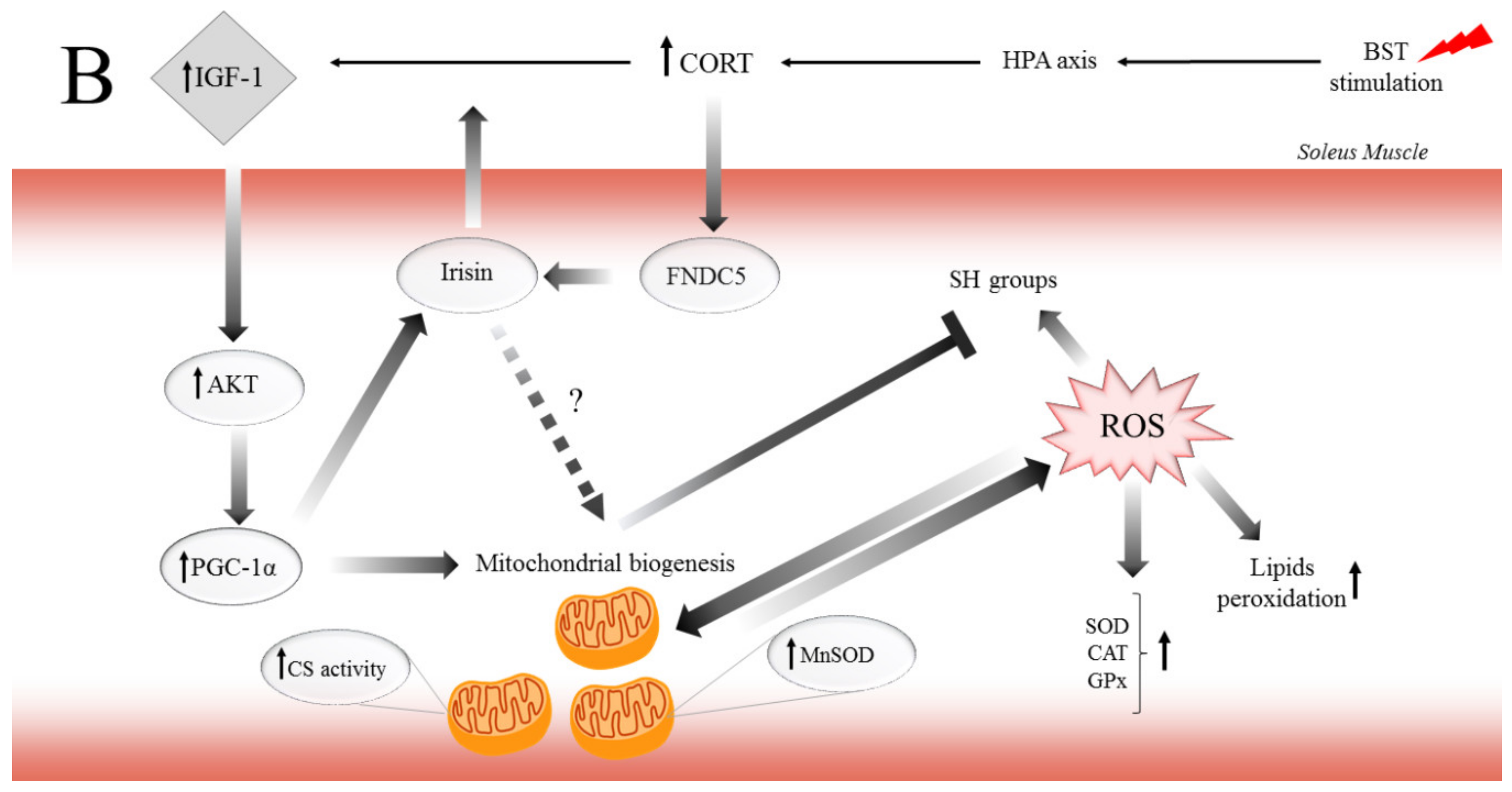 Ijms 21 02787 g006b Ijms 21 02787 g006b