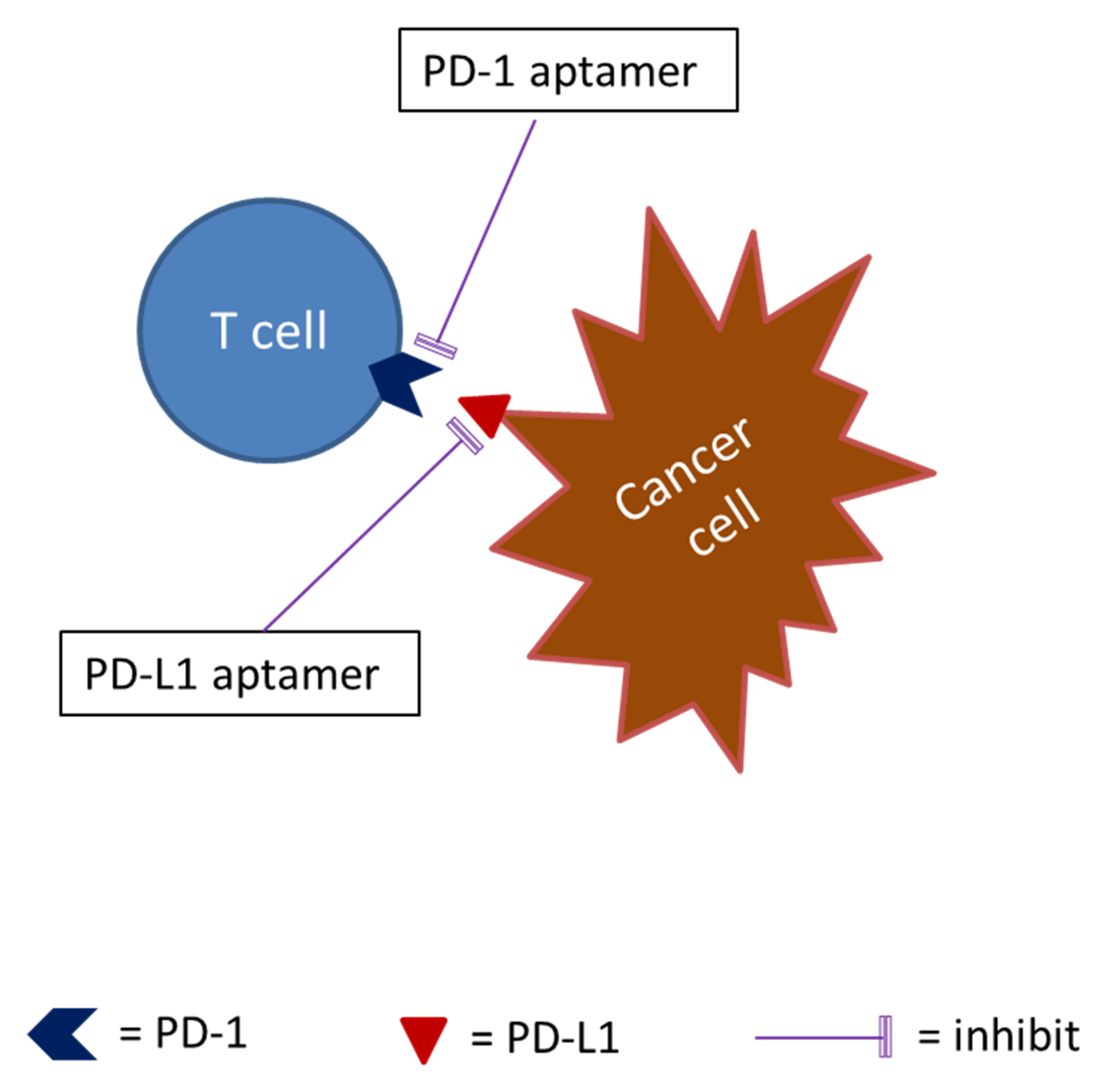 Ijms 21 02793 g003 Ijms 21 02793 g003