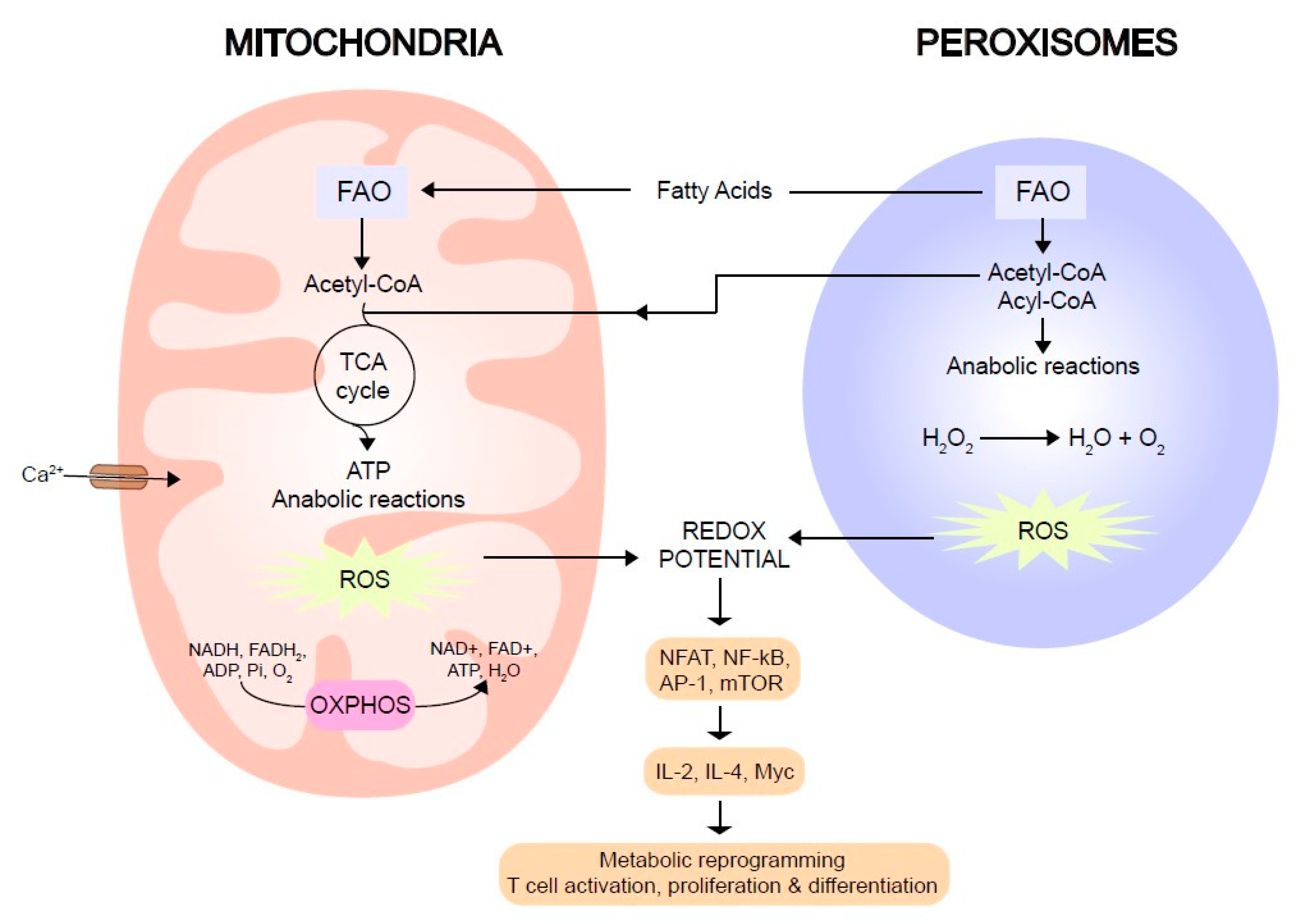 Ijms 21 02859 g001 Ijms 21 02859 g001