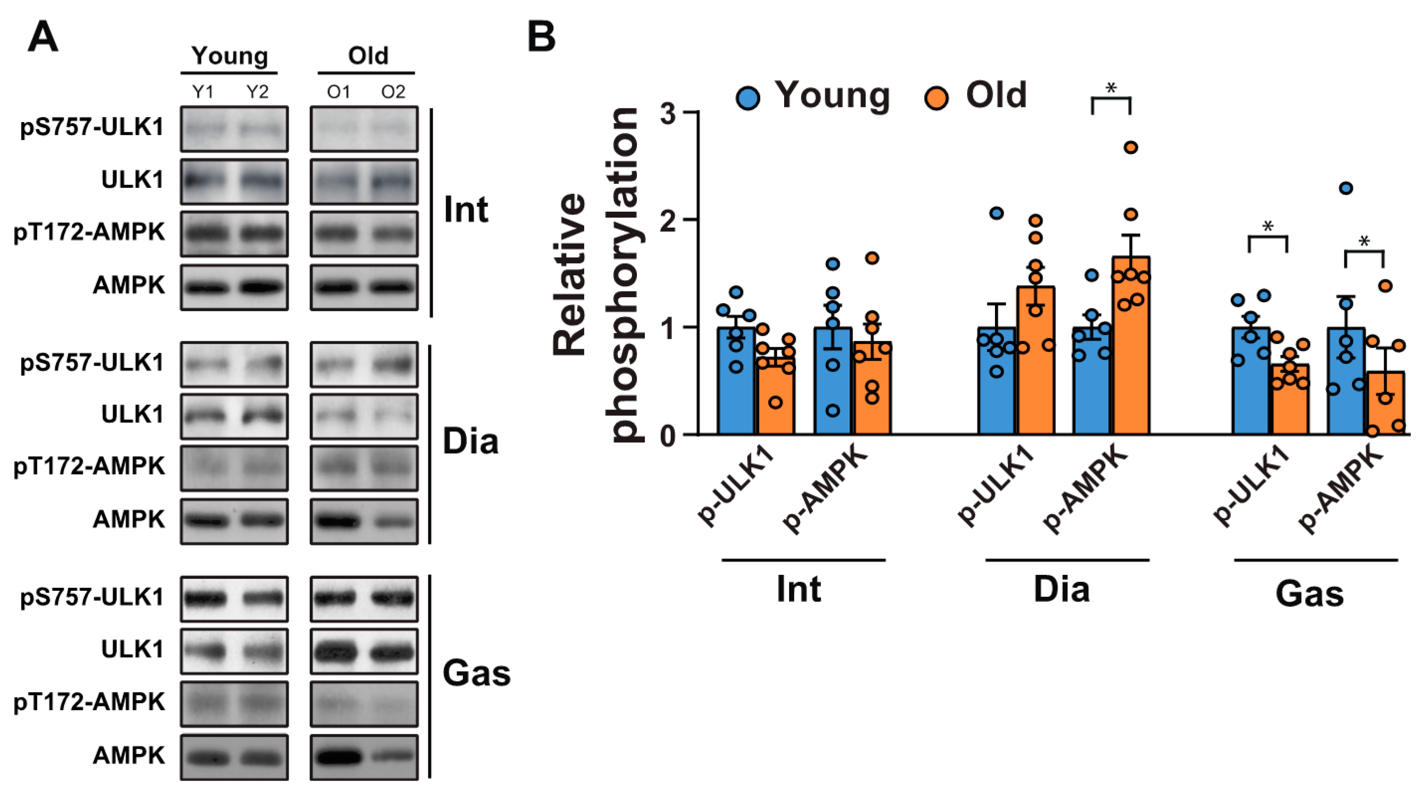 Ijms 21 02862 g004 Ijms 21 02862 g004
