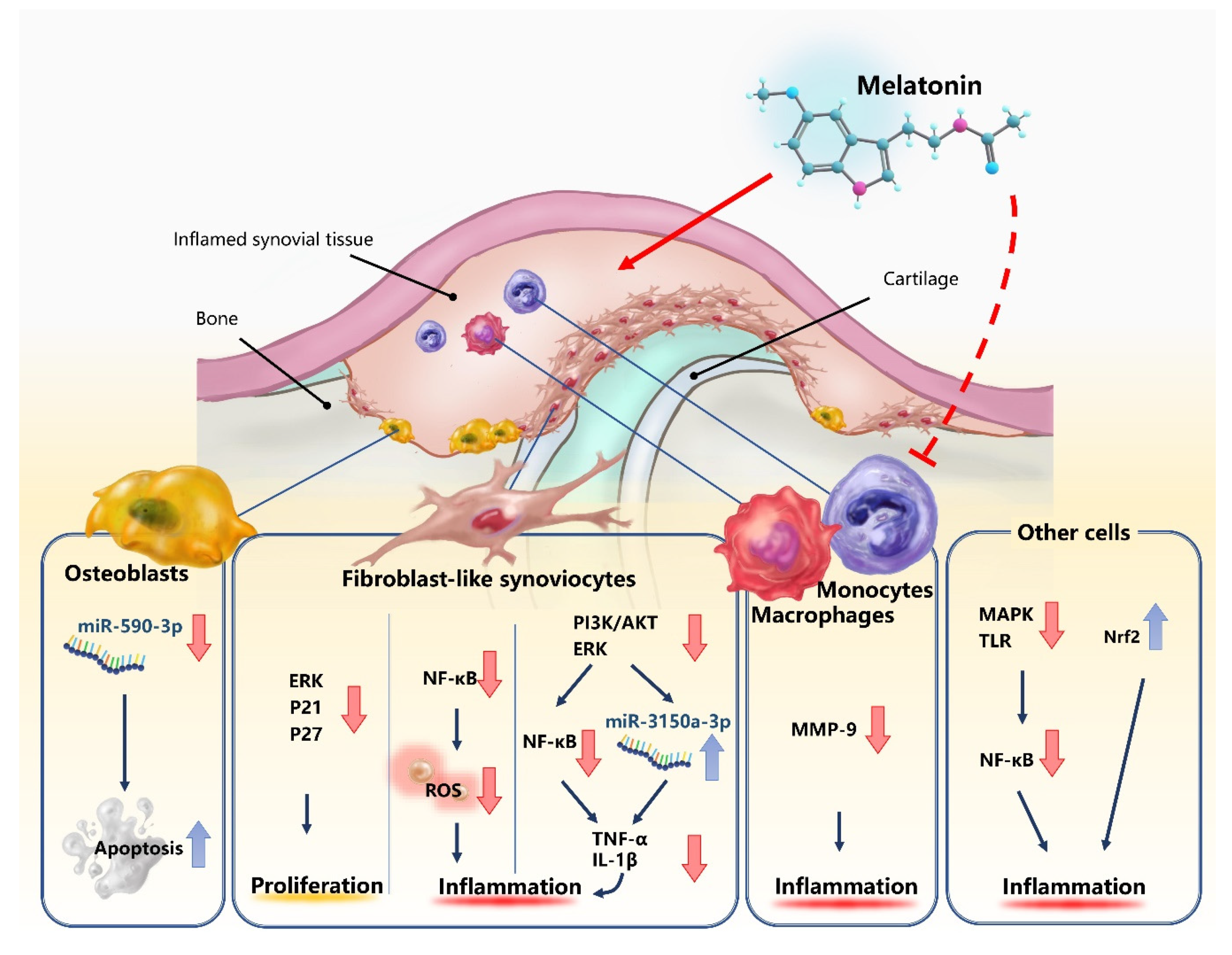 Ijms 21 02877 g001 Ijms 21 02877 g001