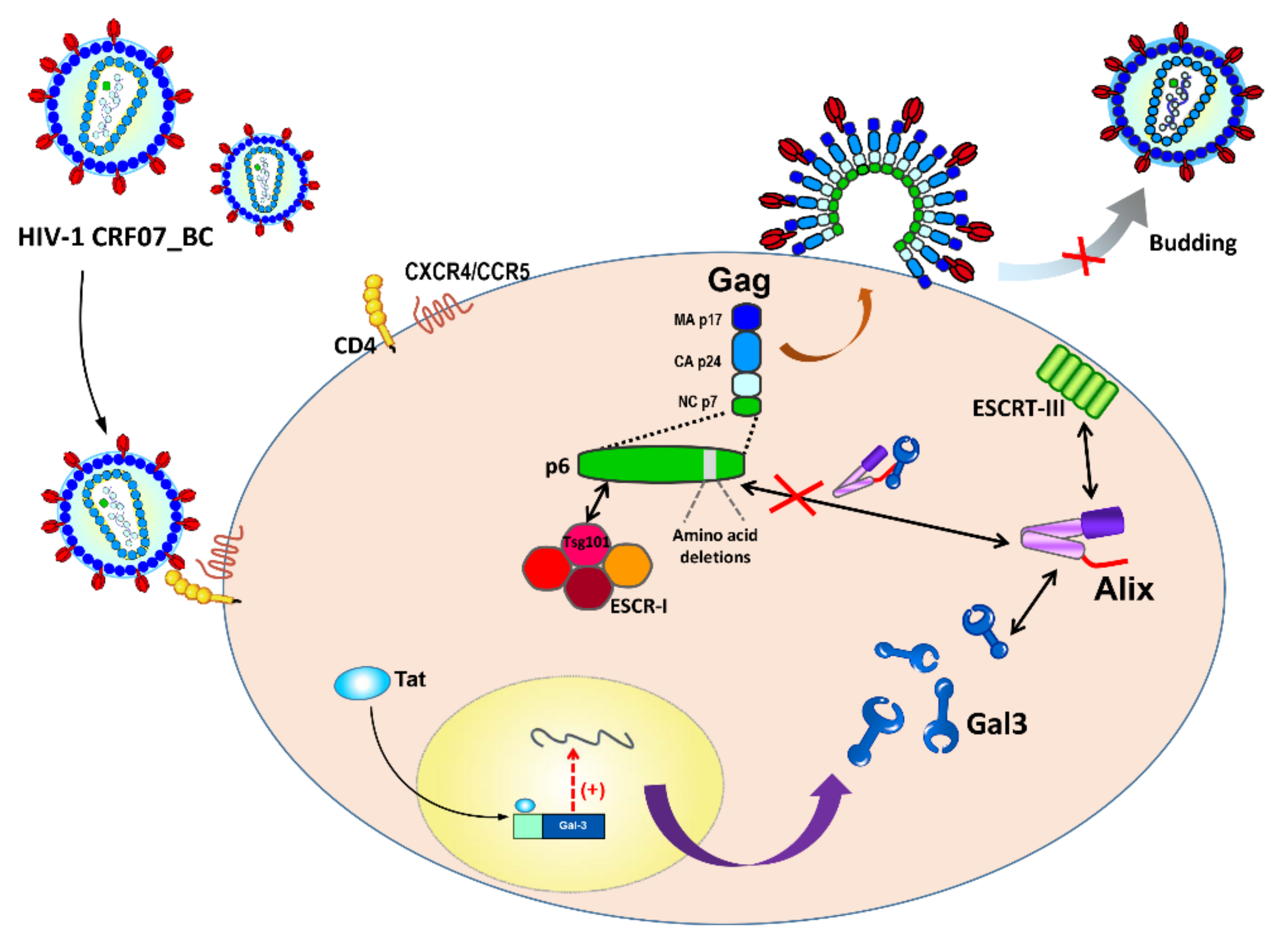 Ijms 21 02910 g006 Ijms 21 02910 g006