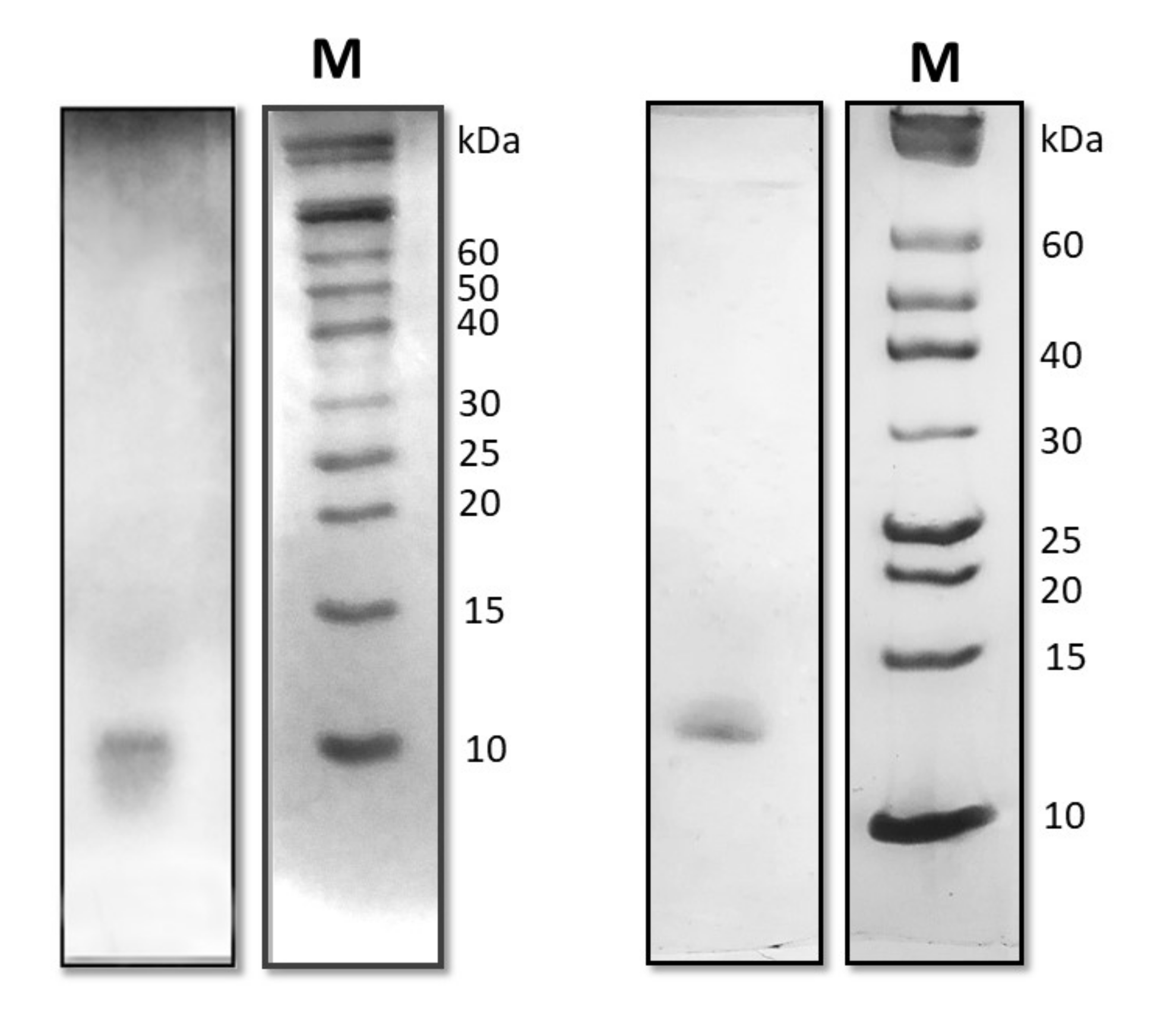 Ijms 21 02913 g001 Ijms 21 02913 g001