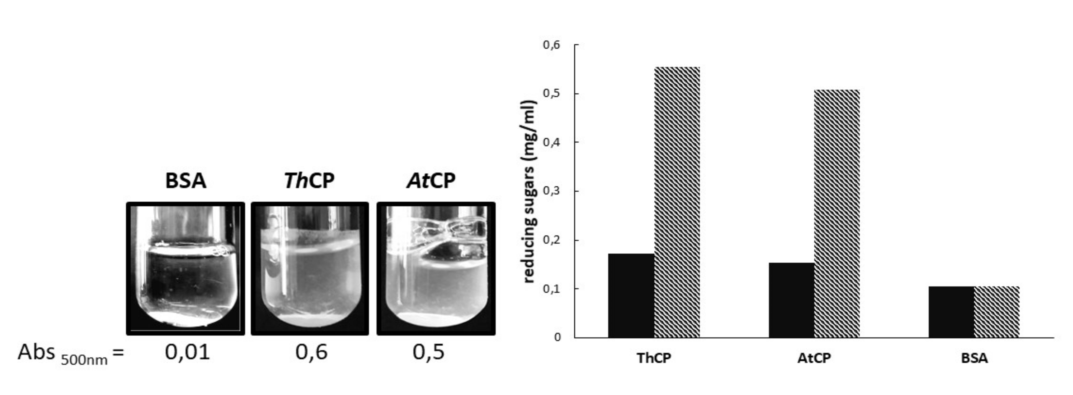 Ijms 21 02913 g005 Ijms 21 02913 g005