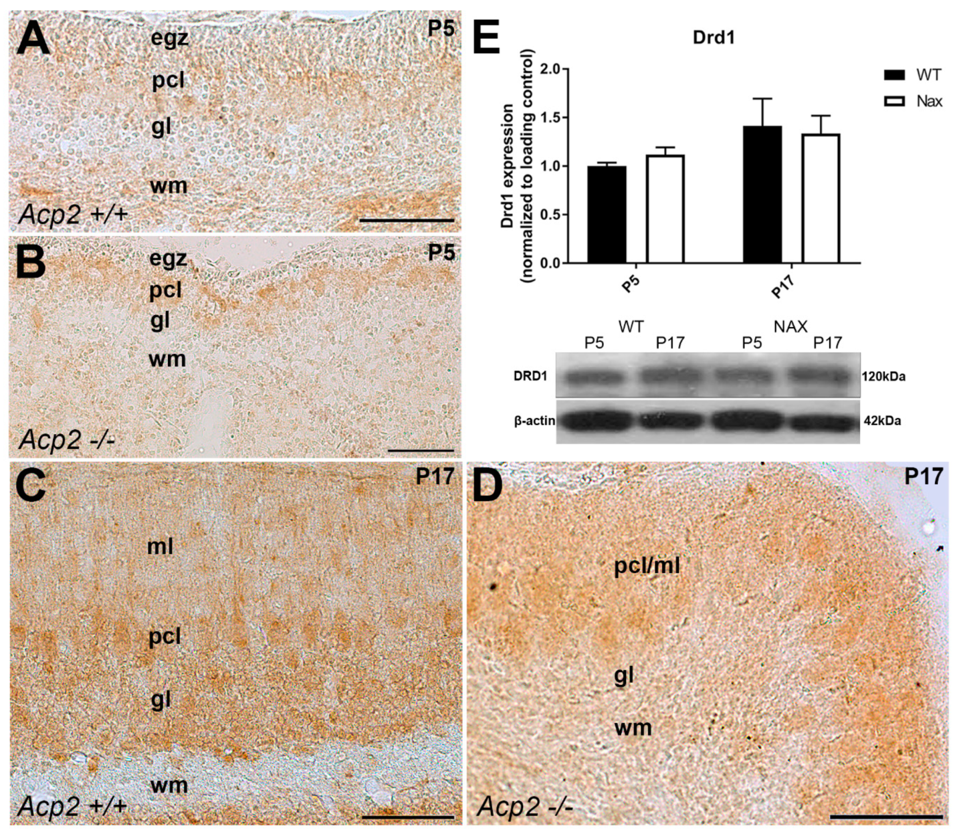 Ijms 21 02914 g002 Ijms 21 02914 g002
