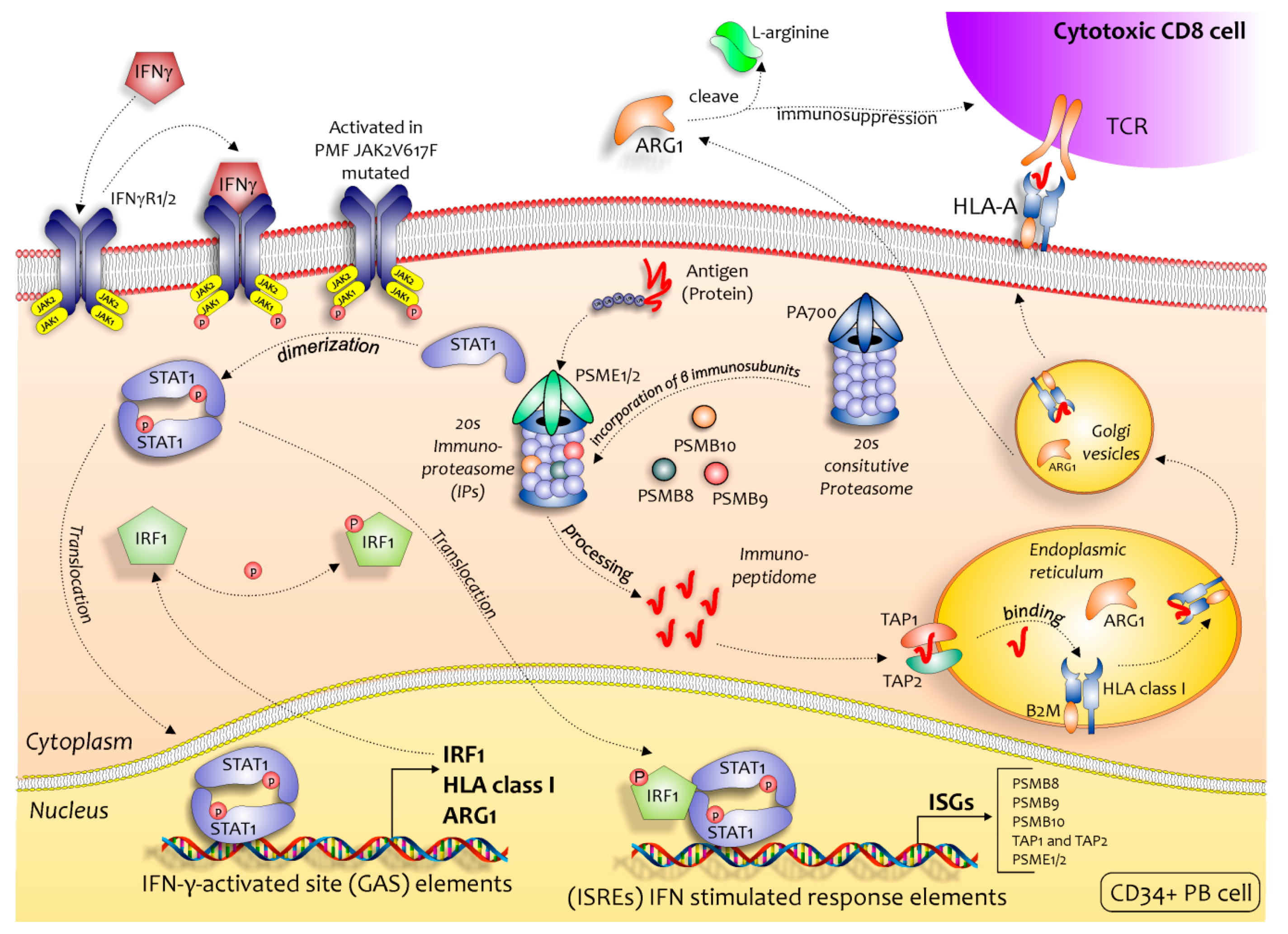 Ijms 21 02926 g008 Ijms 21 02926 g008
