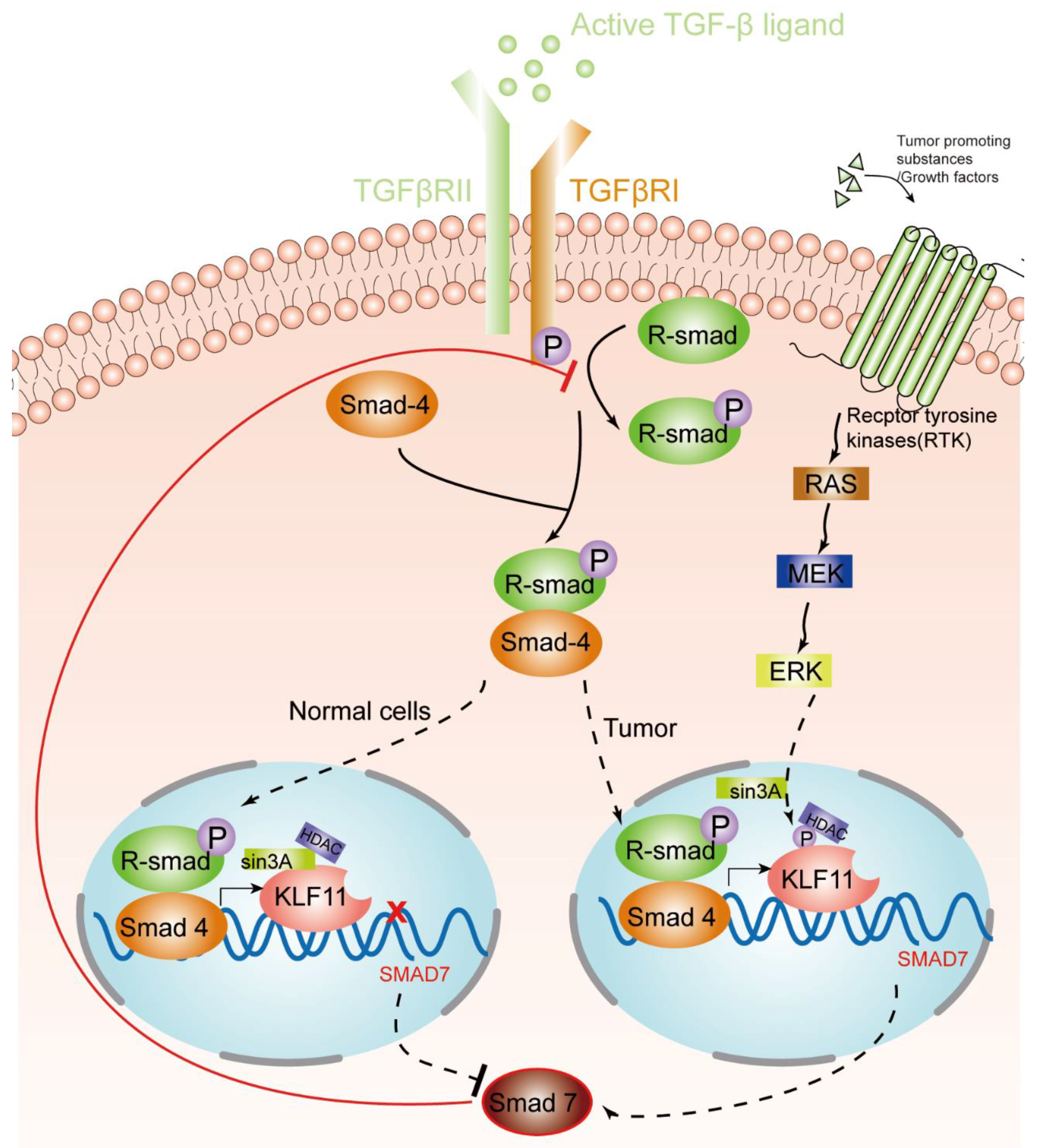 Ijms 21 02928 g001 Ijms 21 02928 g001