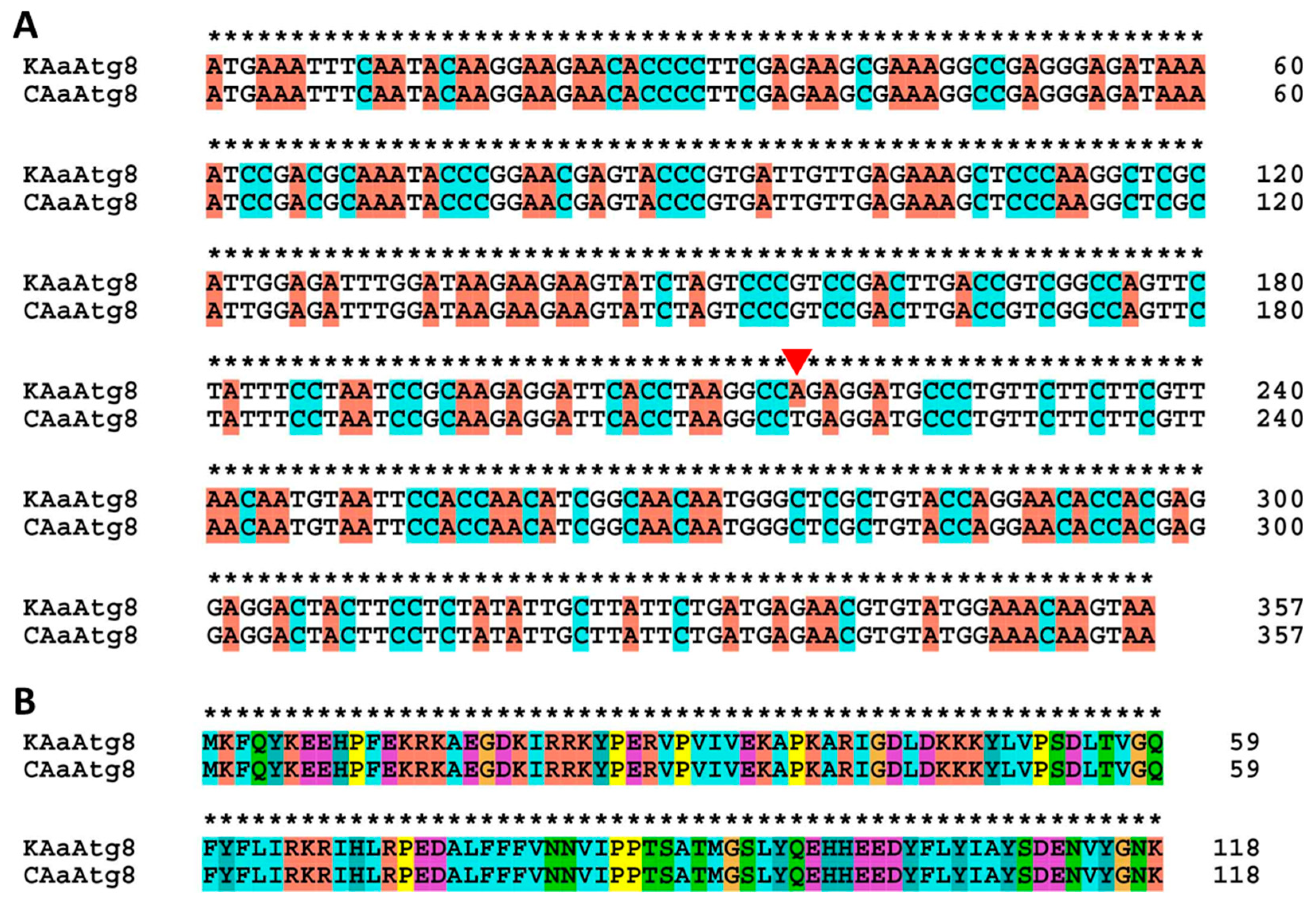 Ijms 21 02944 g002 Ijms 21 02944 g002