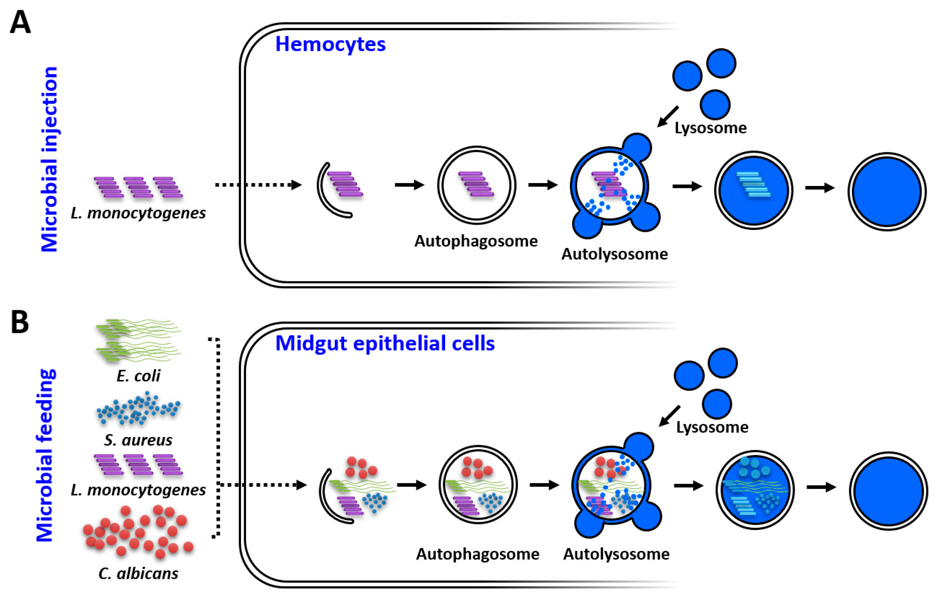 Ijms 21 02944 g007 Ijms 21 02944 g007