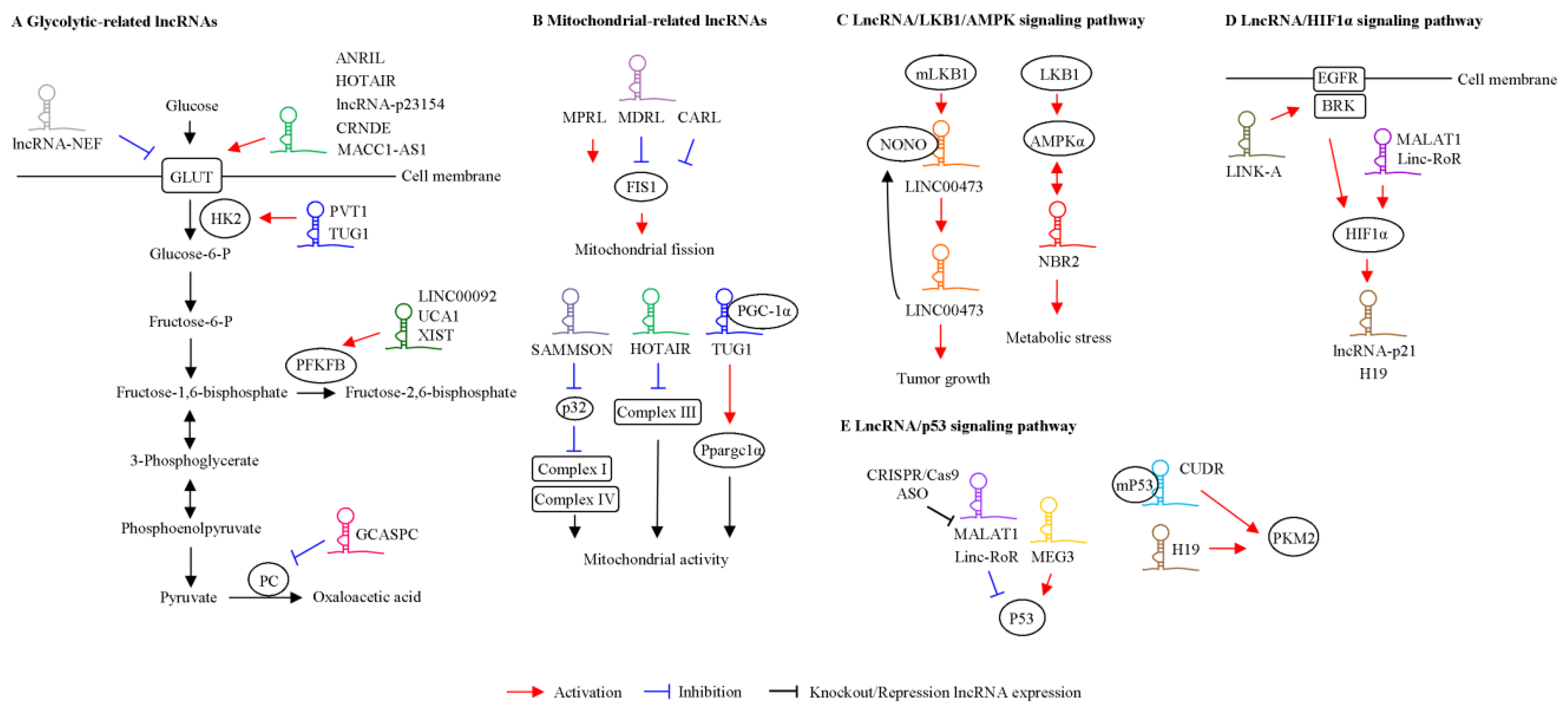 Ijms 21 02947 g002 Ijms 21 02947 g002
