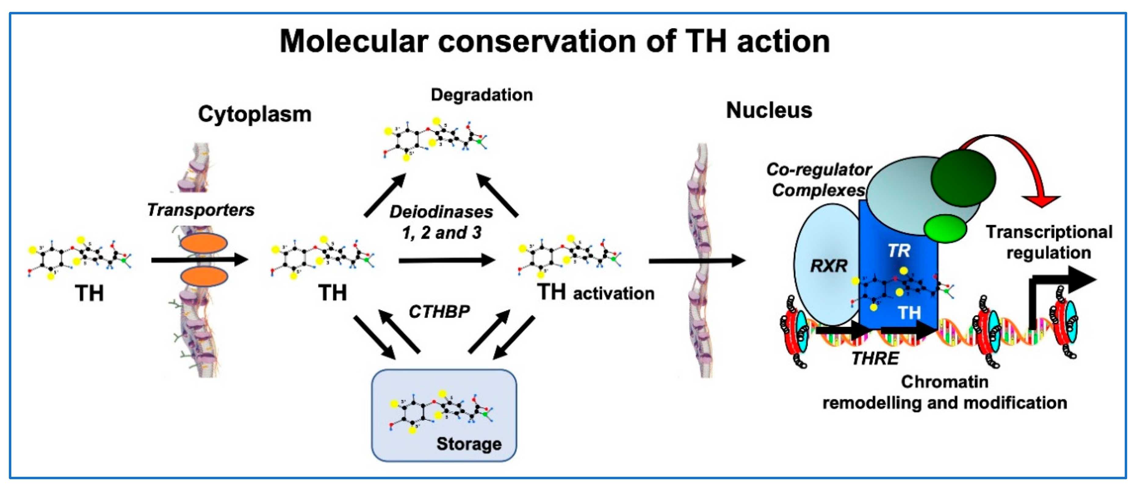 Ijms 21 02954 g003 Ijms 21 02954 g003