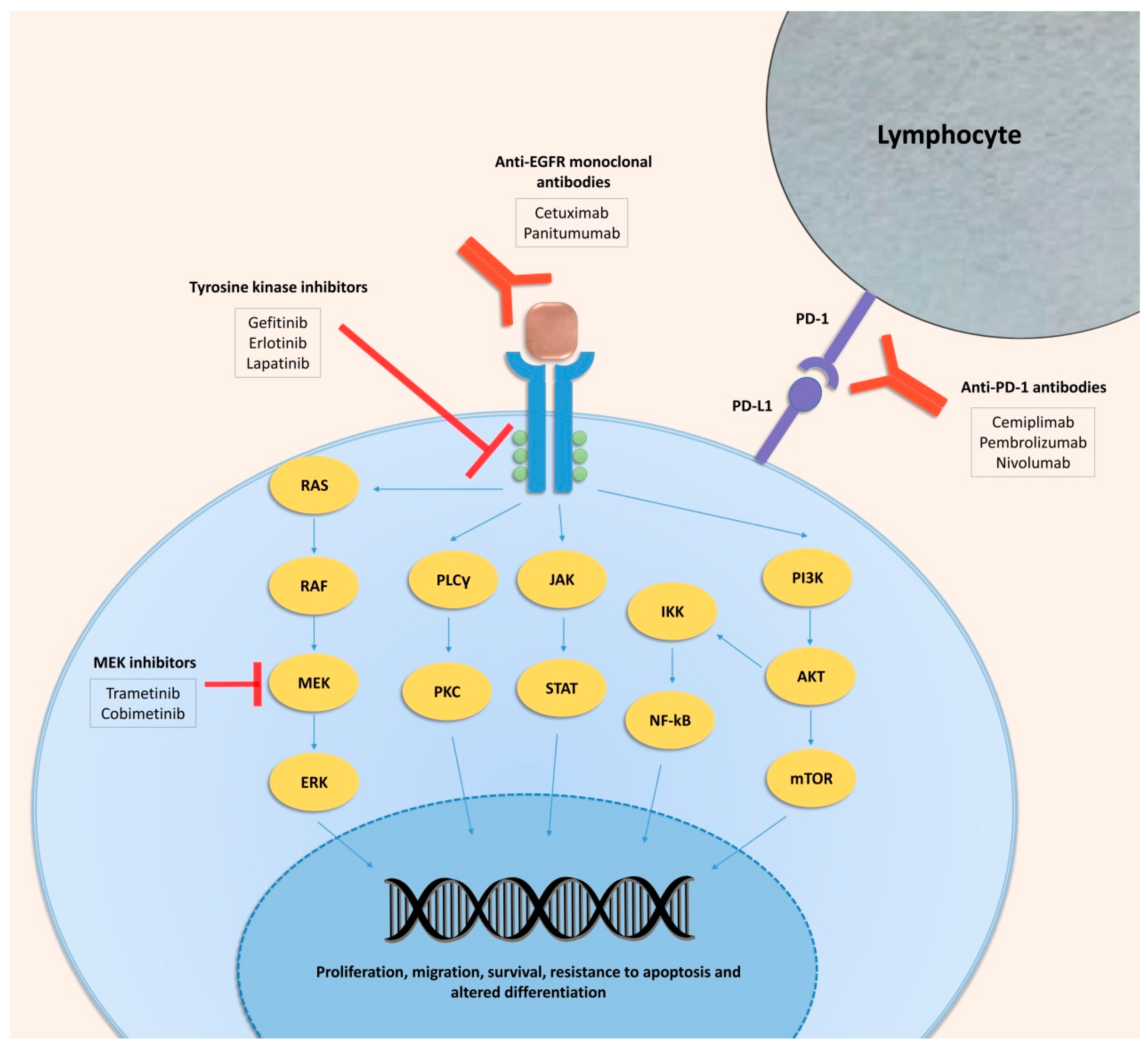 Ijms 21 02956 g001 Ijms 21 02956 g001