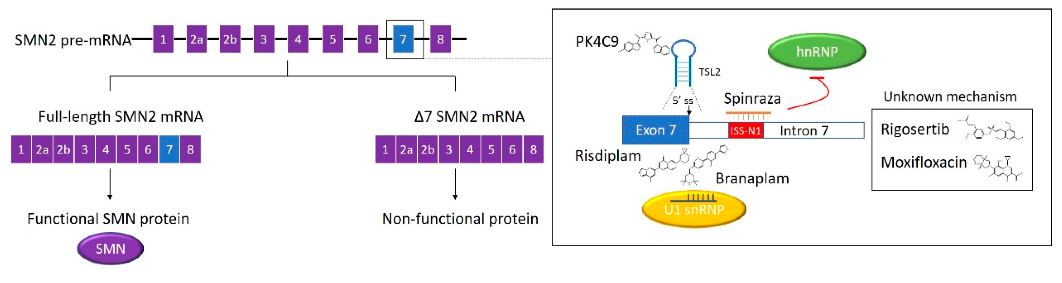 Ijms 21 02996 g002 Ijms 21 02996 g002