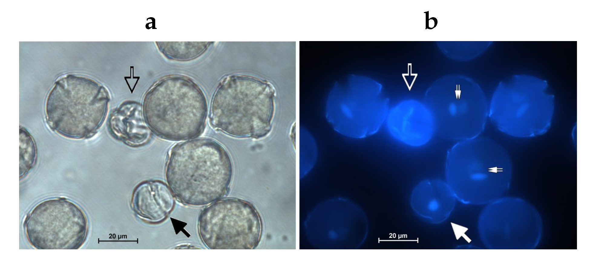 Ijms 21 03029 g004 Ijms 21 03029 g004