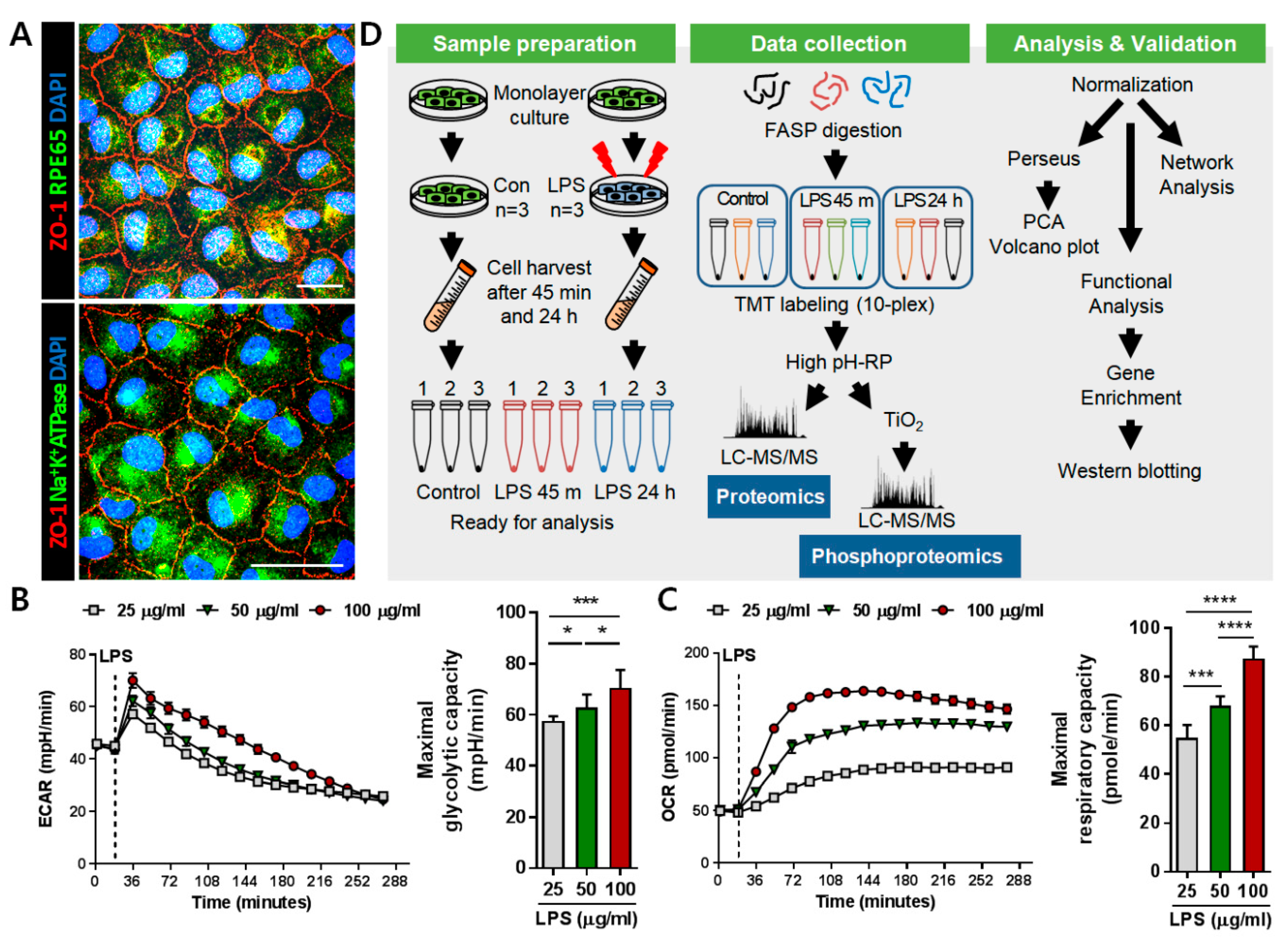Ijms 21 03037 g001 Ijms 21 03037 g001