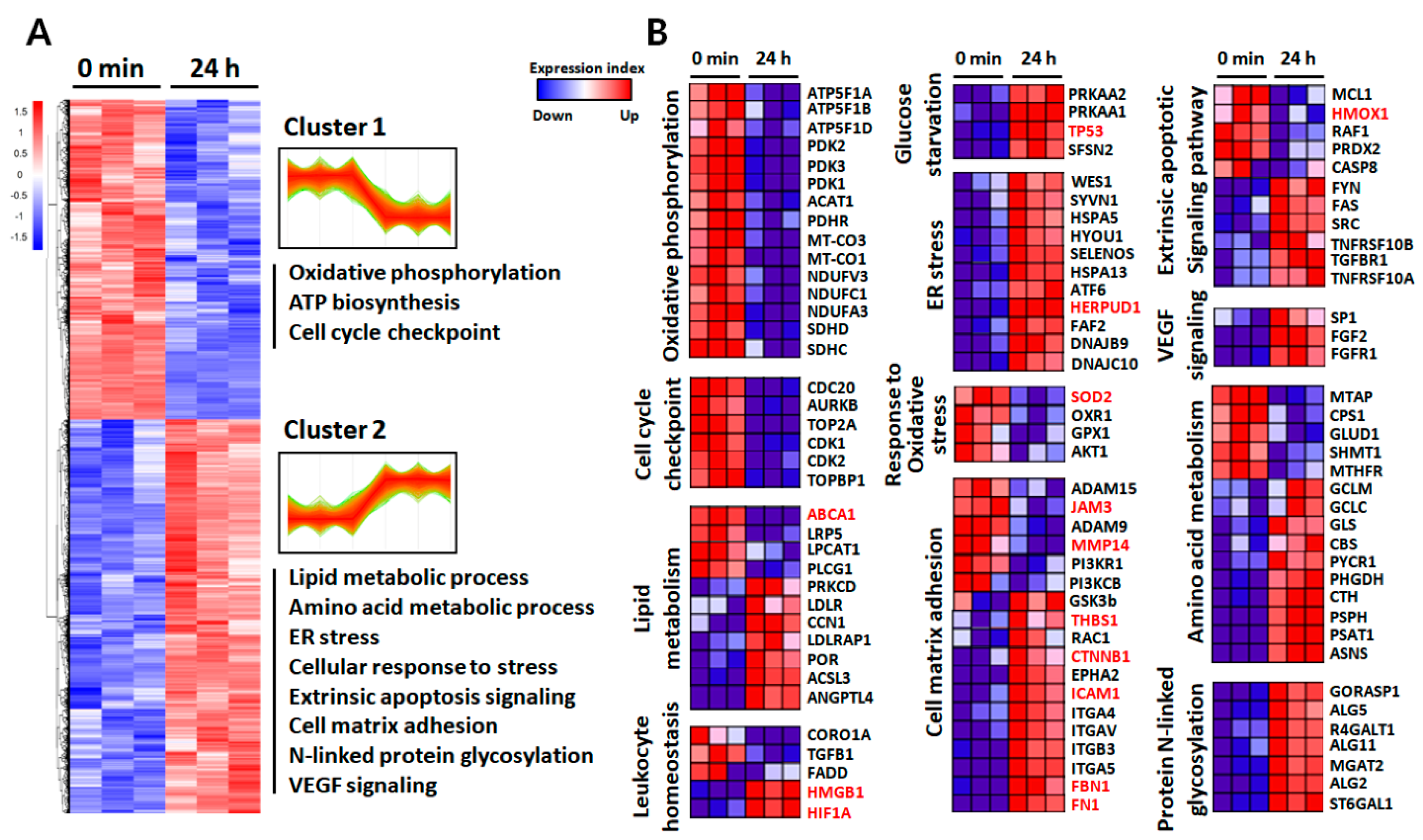 Ijms 21 03037 g003 Ijms 21 03037 g003