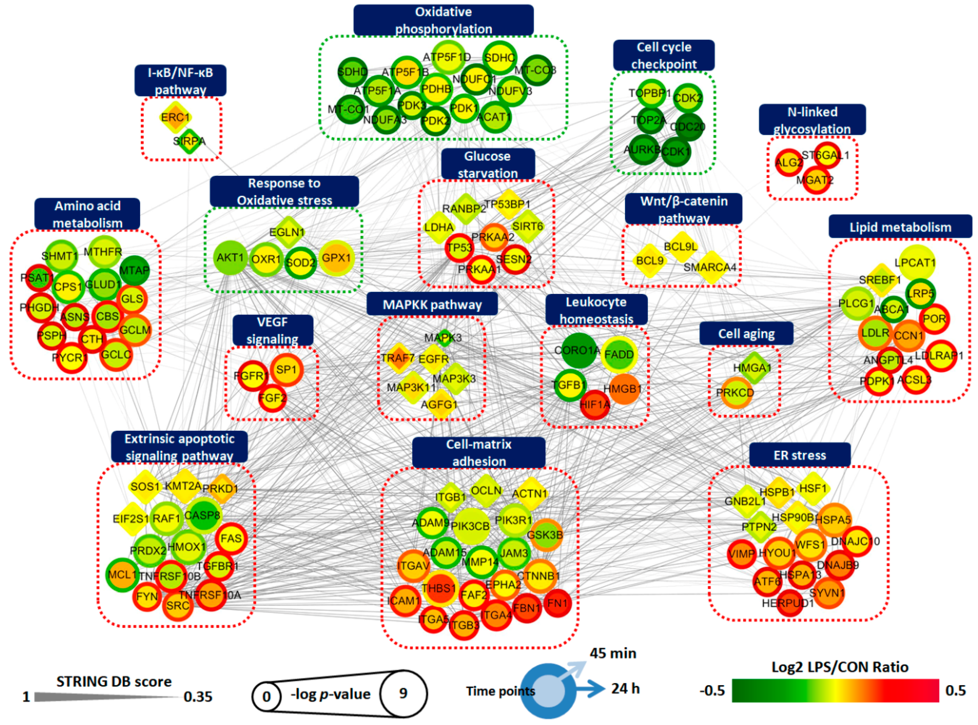 Ijms 21 03037 g005 Ijms 21 03037 g005