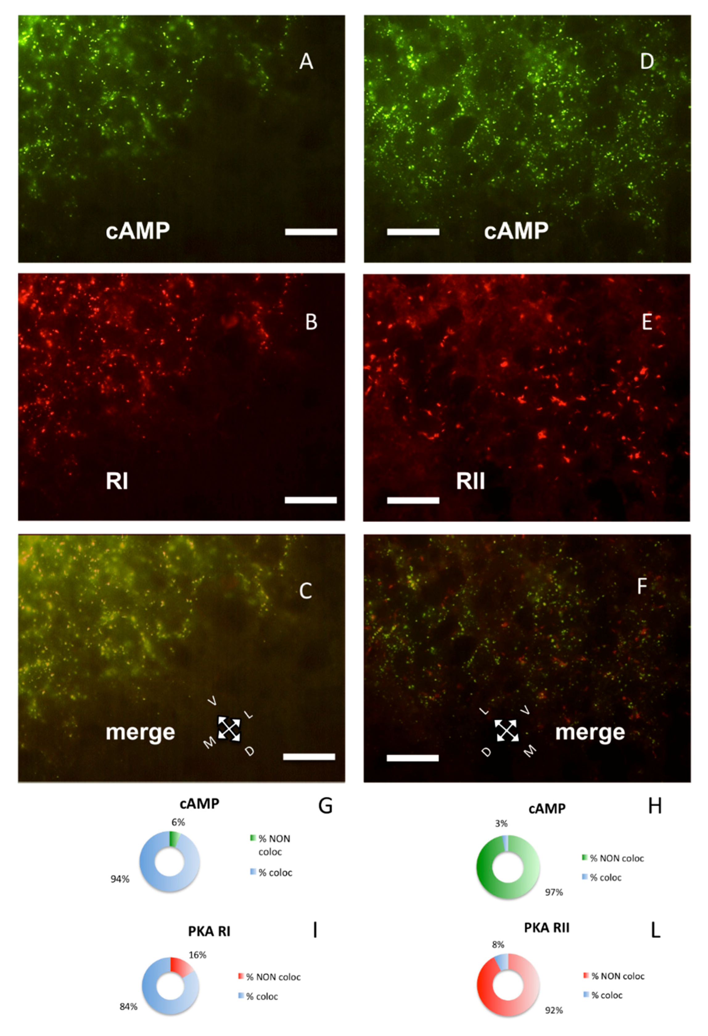 Ijms 21 03051 g002 Ijms 21 03051 g002
