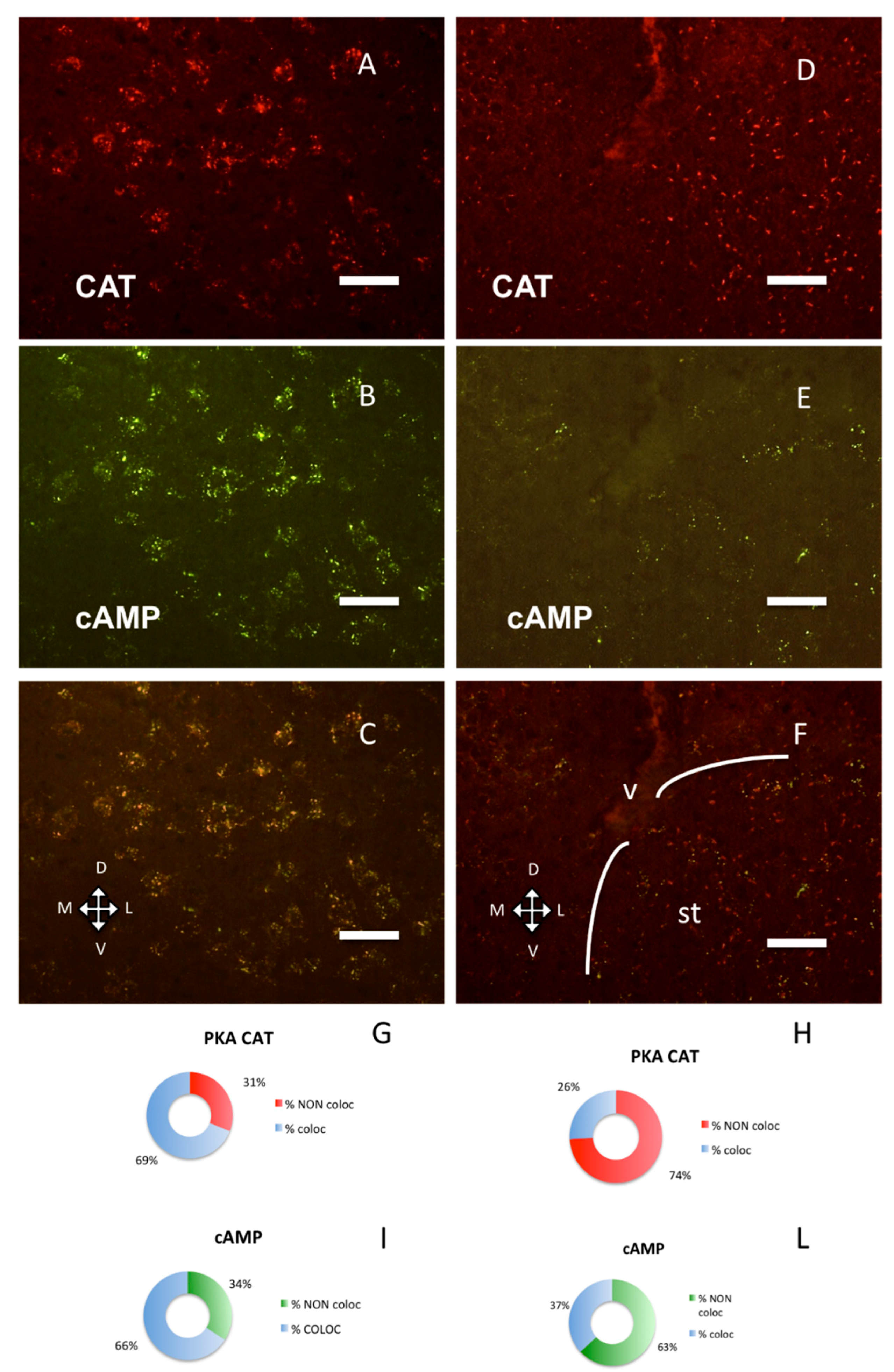 Ijms 21 03051 g004 Ijms 21 03051 g004