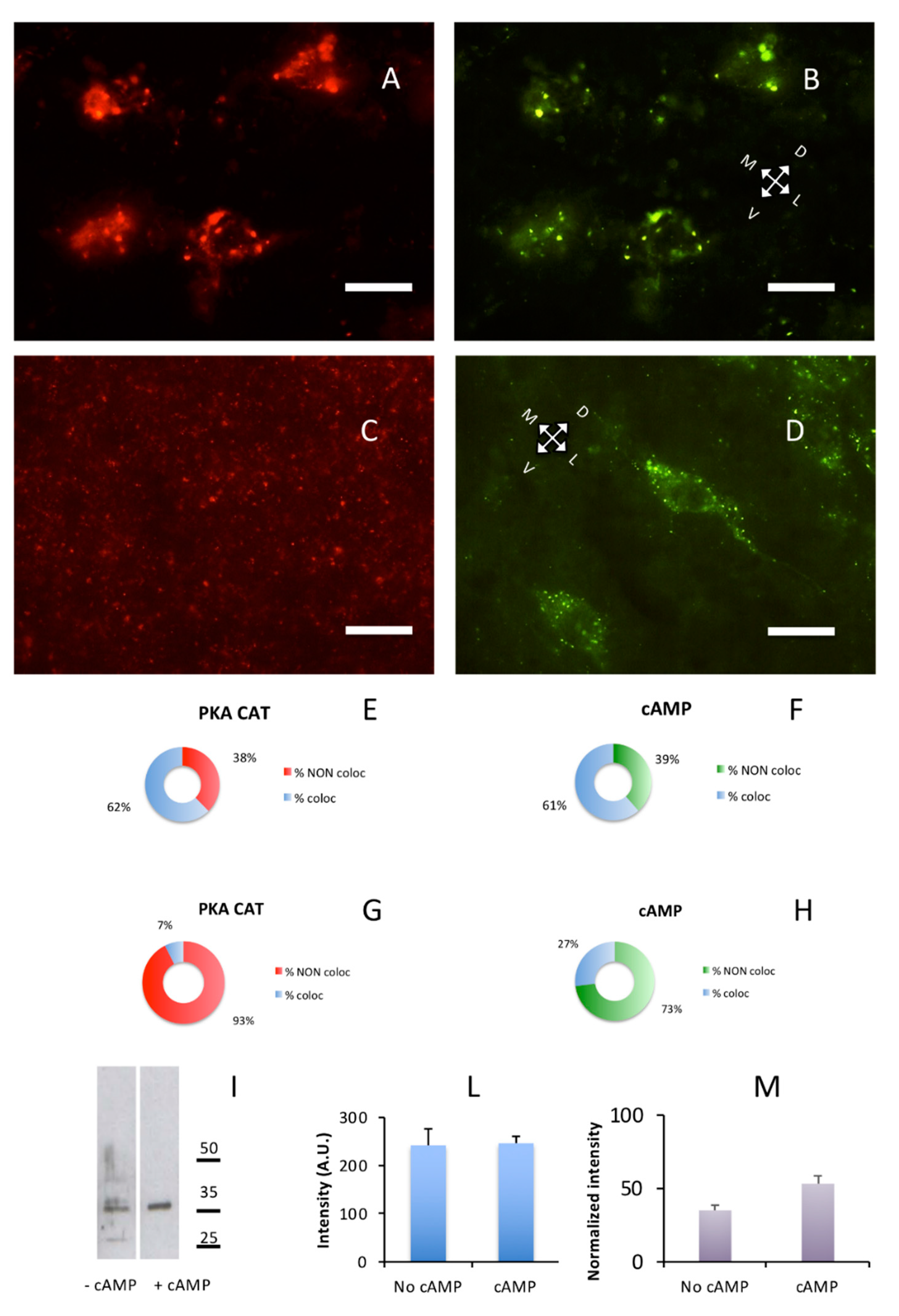 Ijms 21 03051 g006 Ijms 21 03051 g006