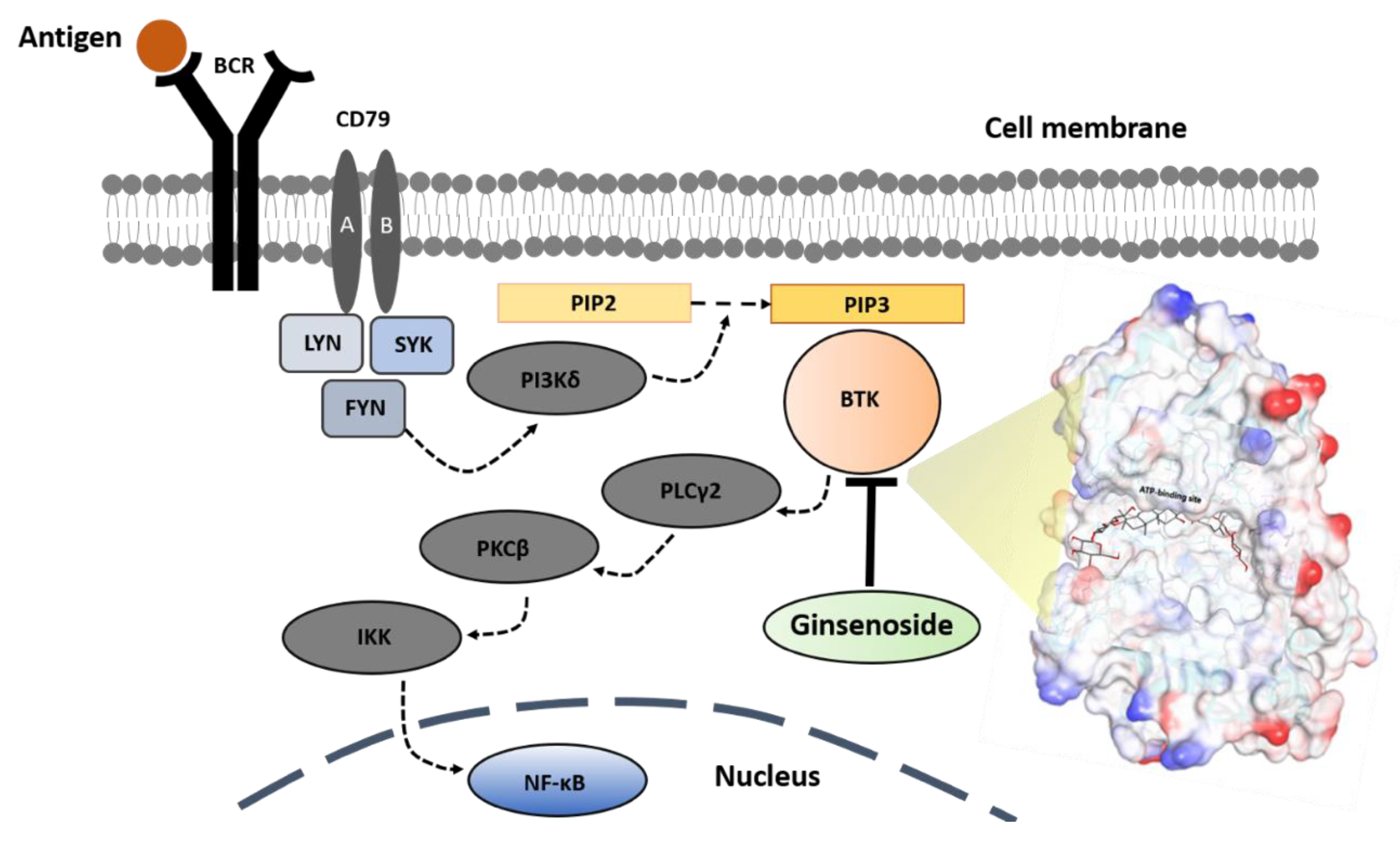 Ijms 21 03065 g009 Ijms 21 03065 g009