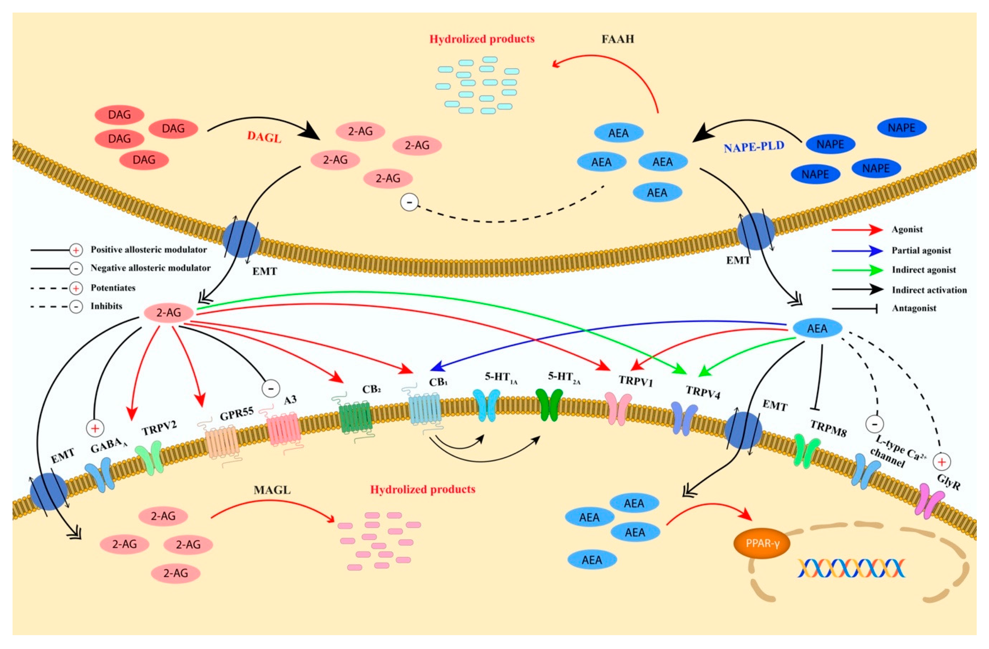 Ijms 21 03067 g003 Ijms 21 03067 g003