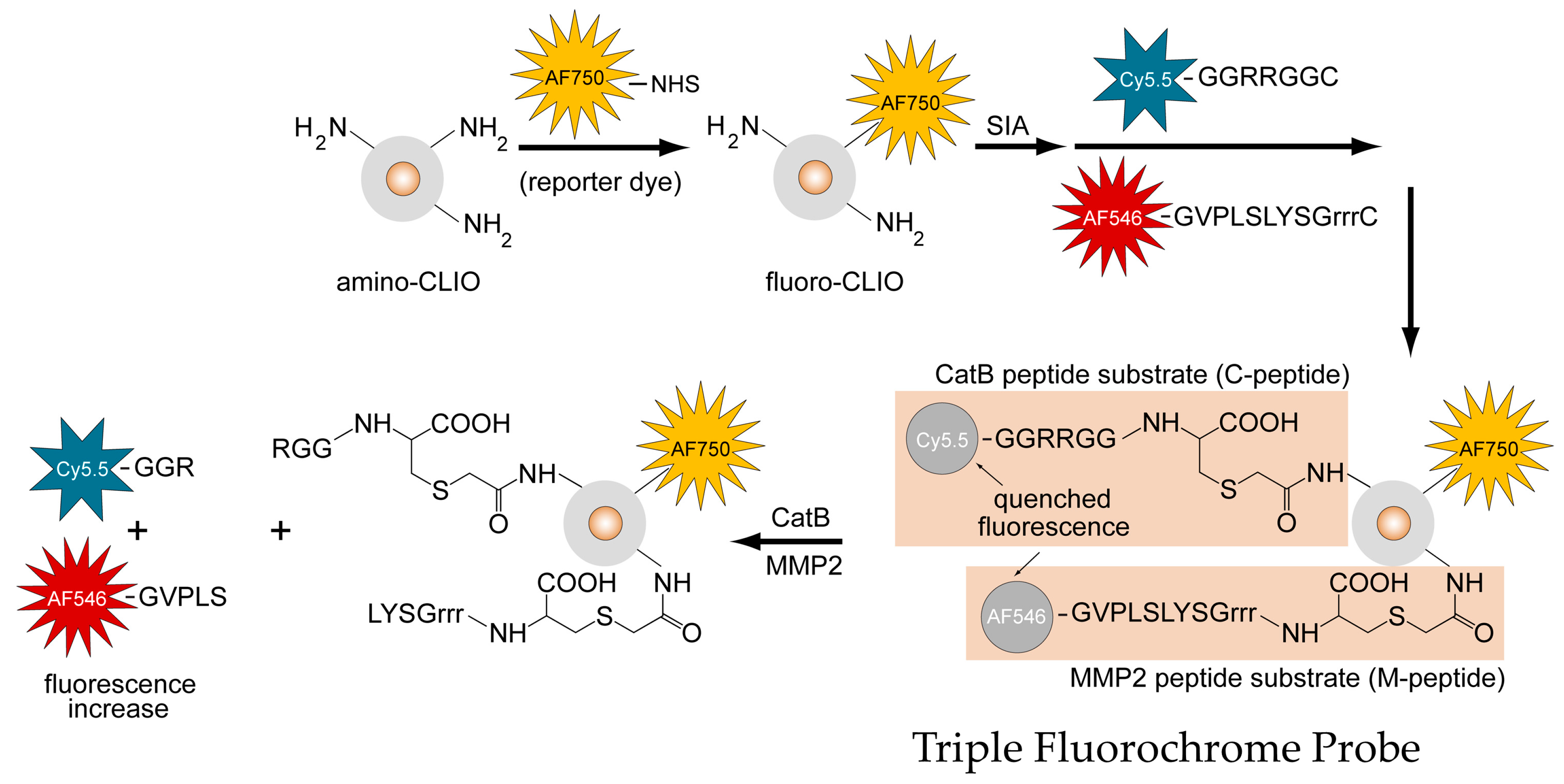 Ijms 21 03068 g002 Ijms 21 03068 g002