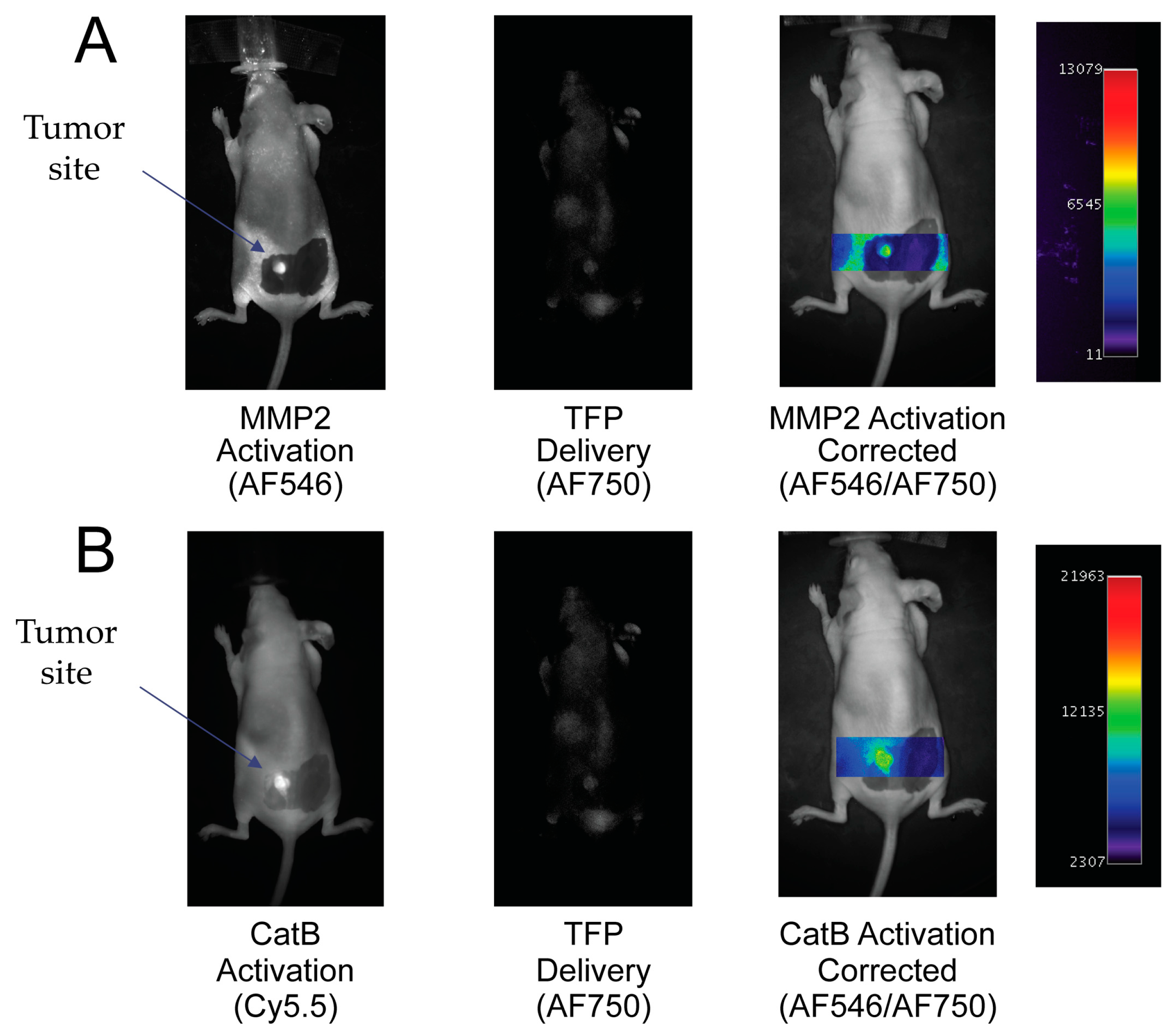 Ijms 21 03068 g006 Ijms 21 03068 g006