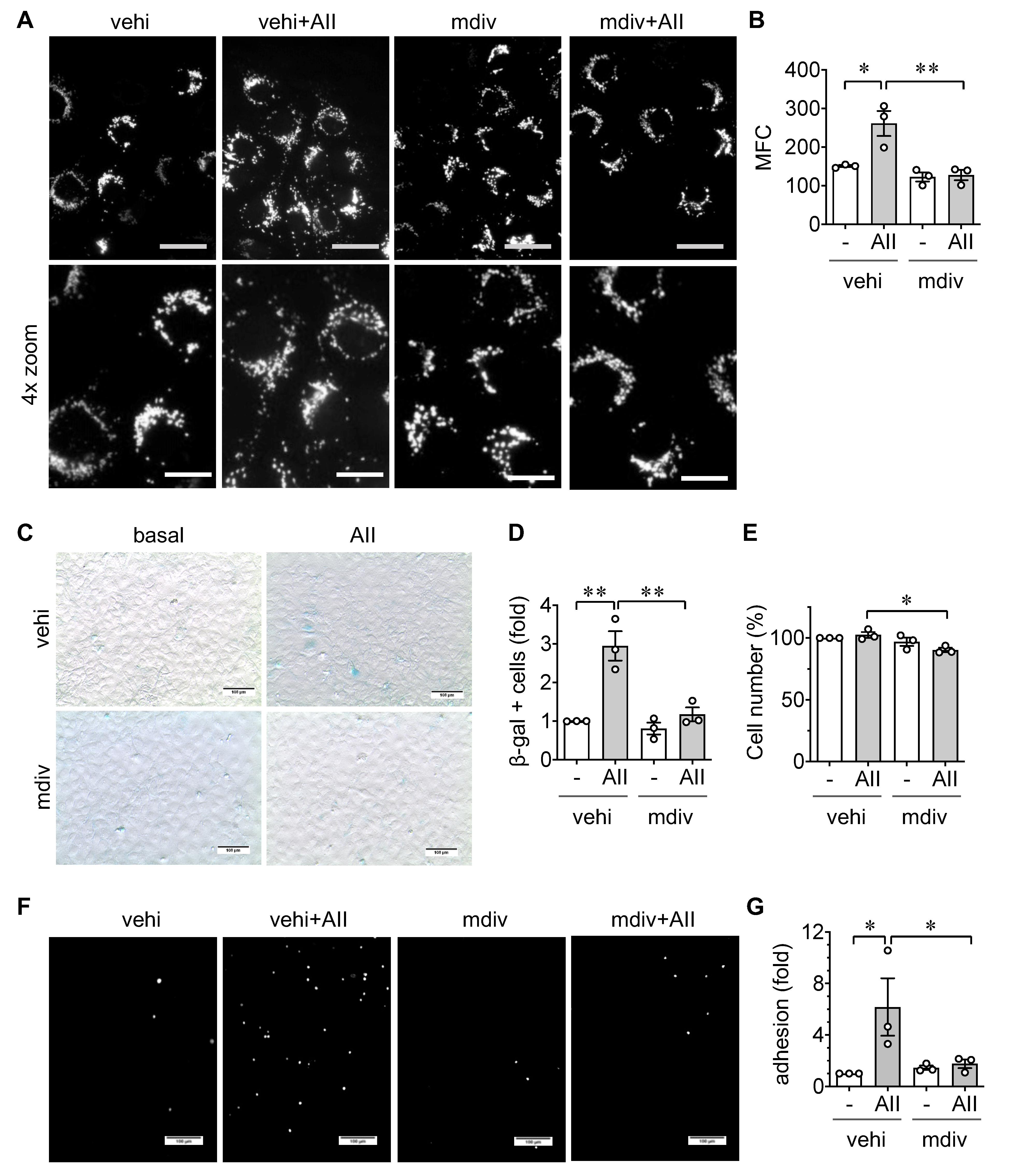 Ijms 21 03112 g004 Ijms 21 03112 g004